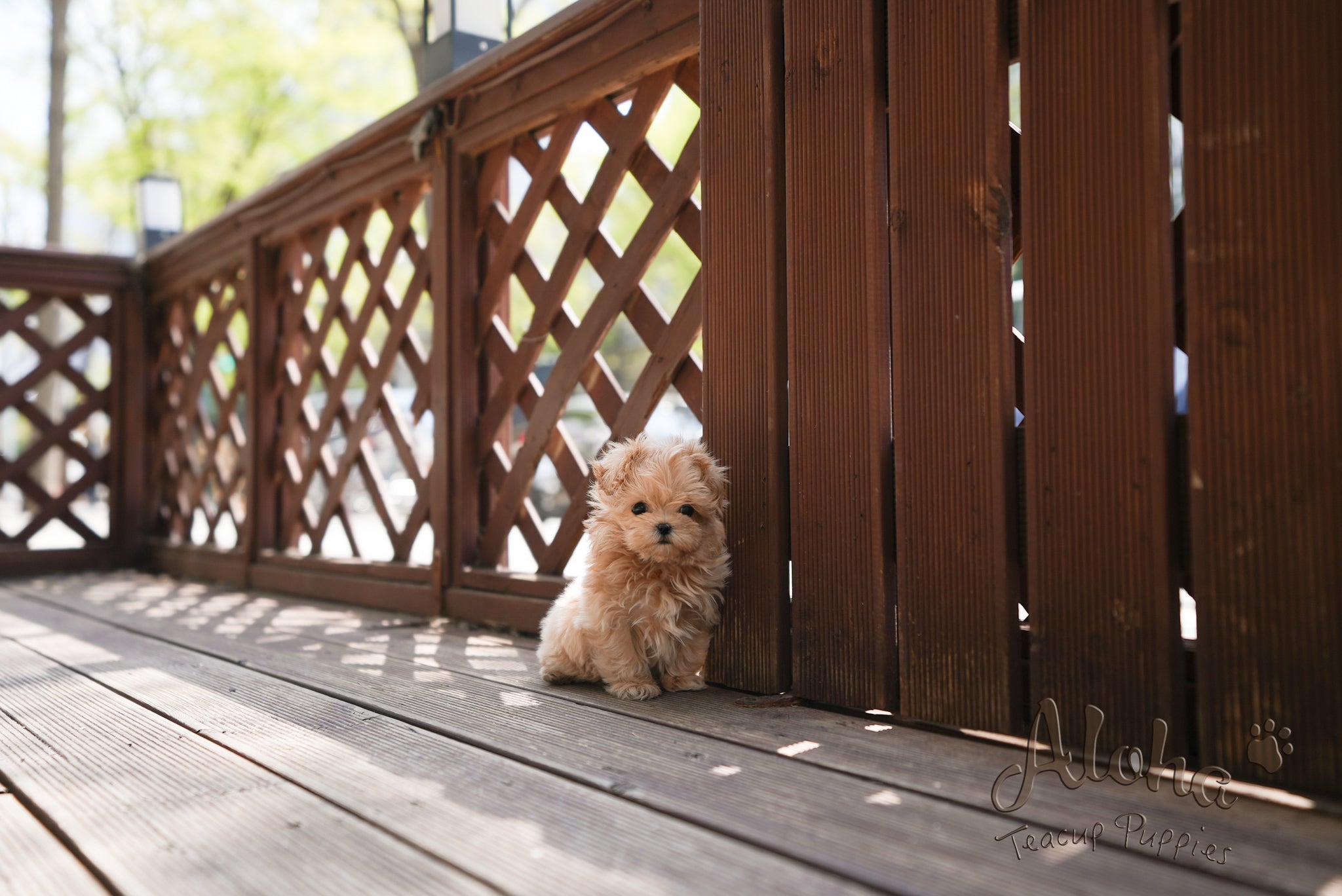 Danna [TEACUP MALTIPOO]