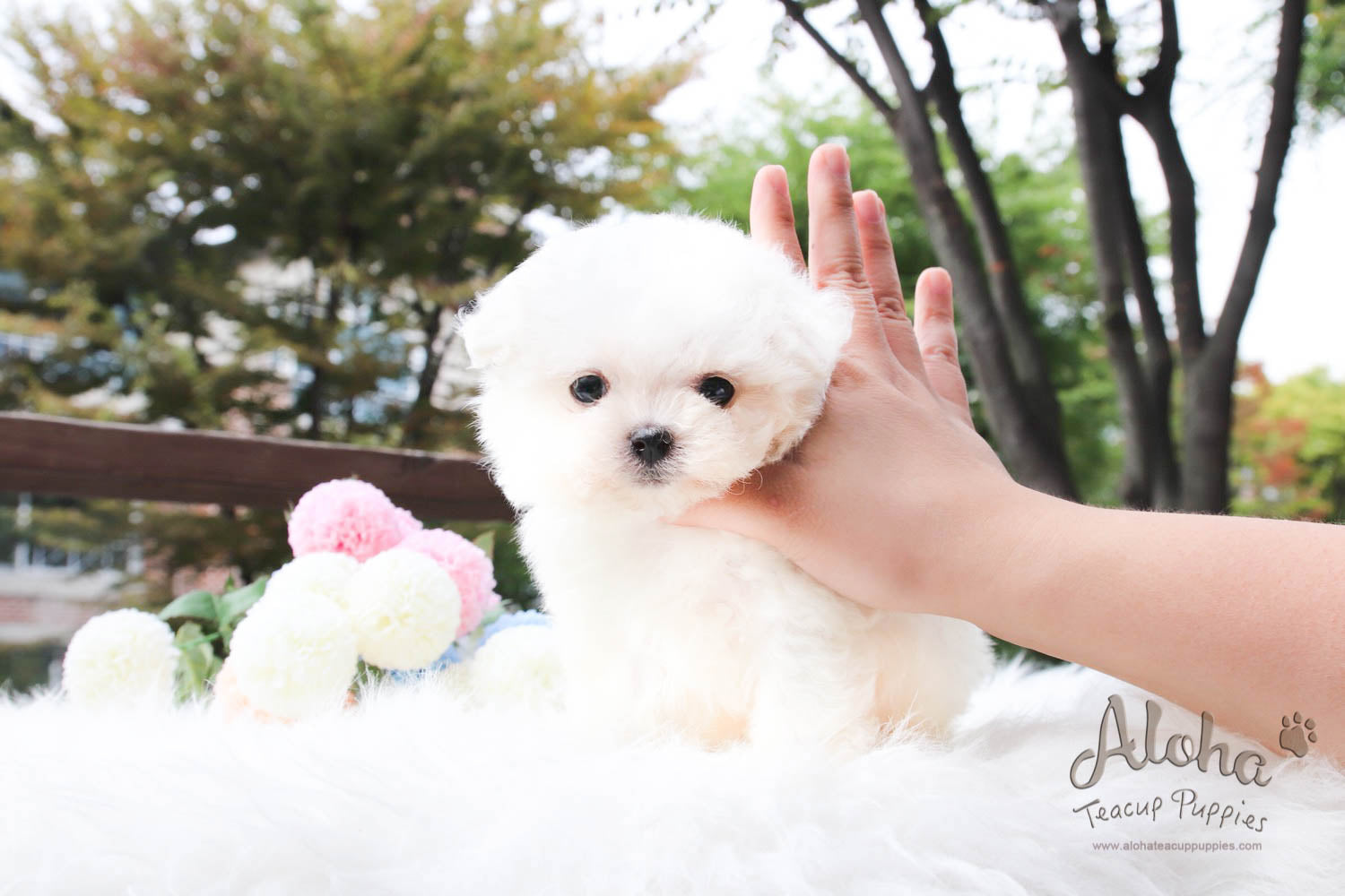 Moco - [Maltese]