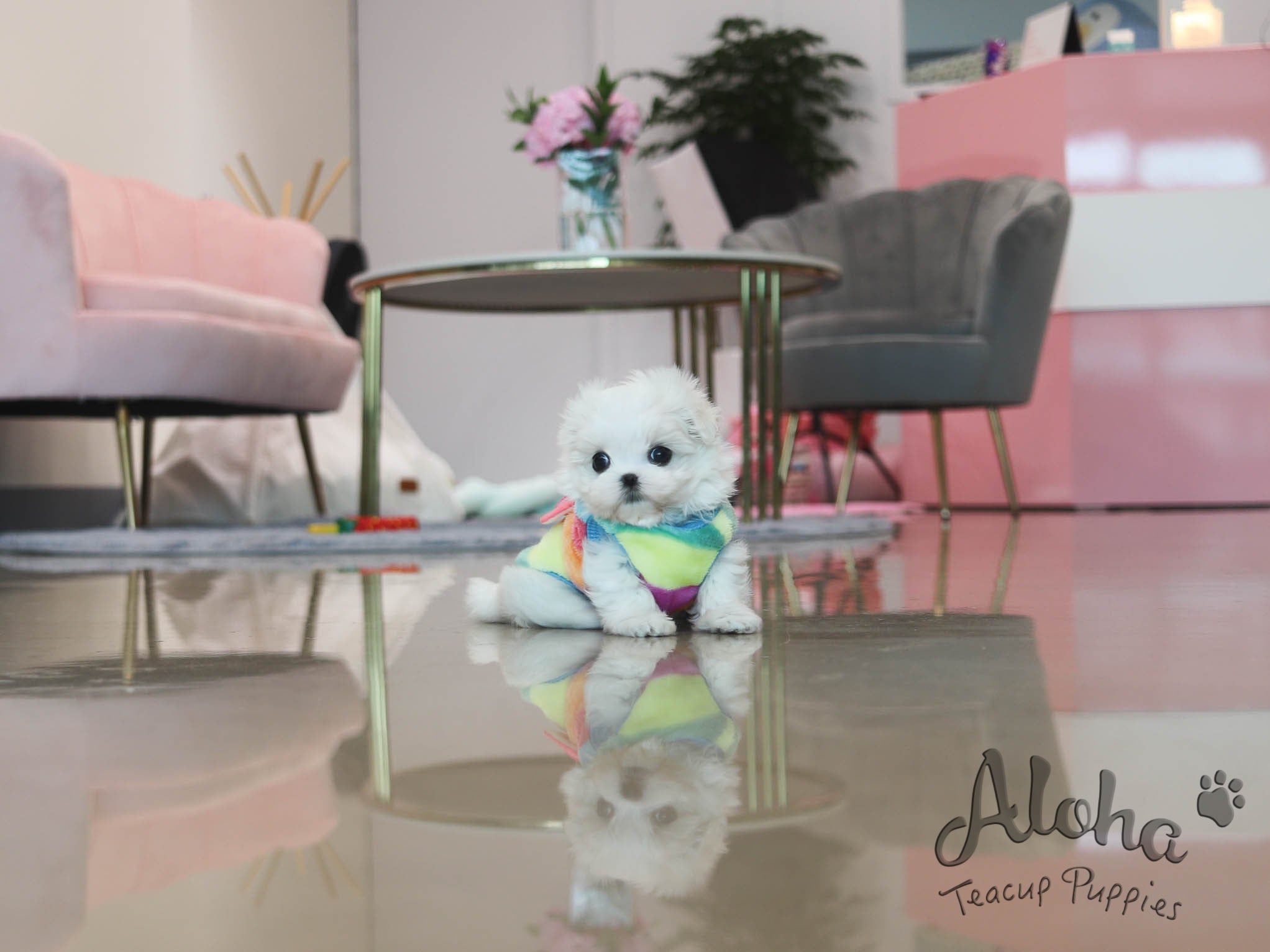 Bubble [TEACUP MALTESE]