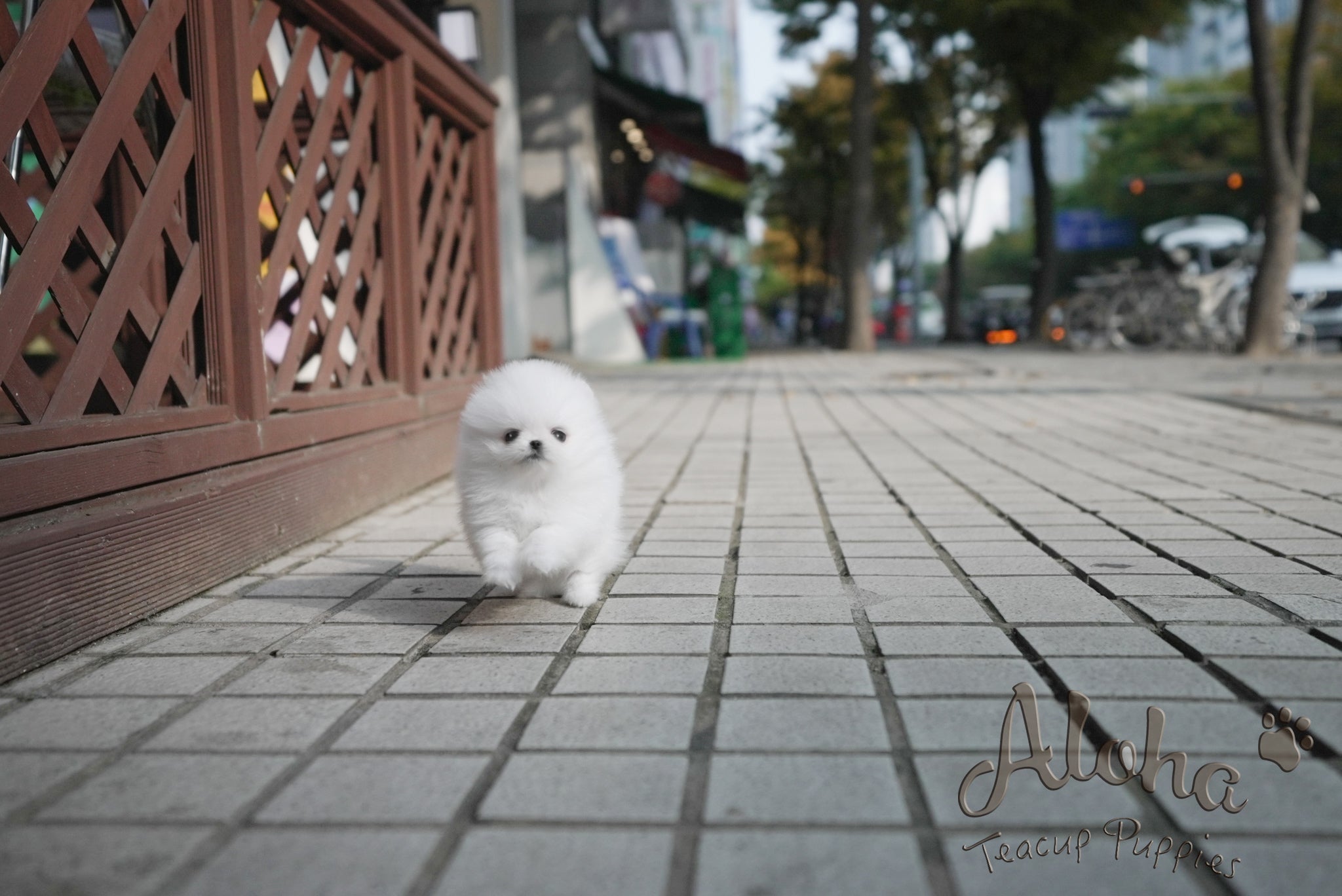 Theo [TEACUP POMERANIAN]