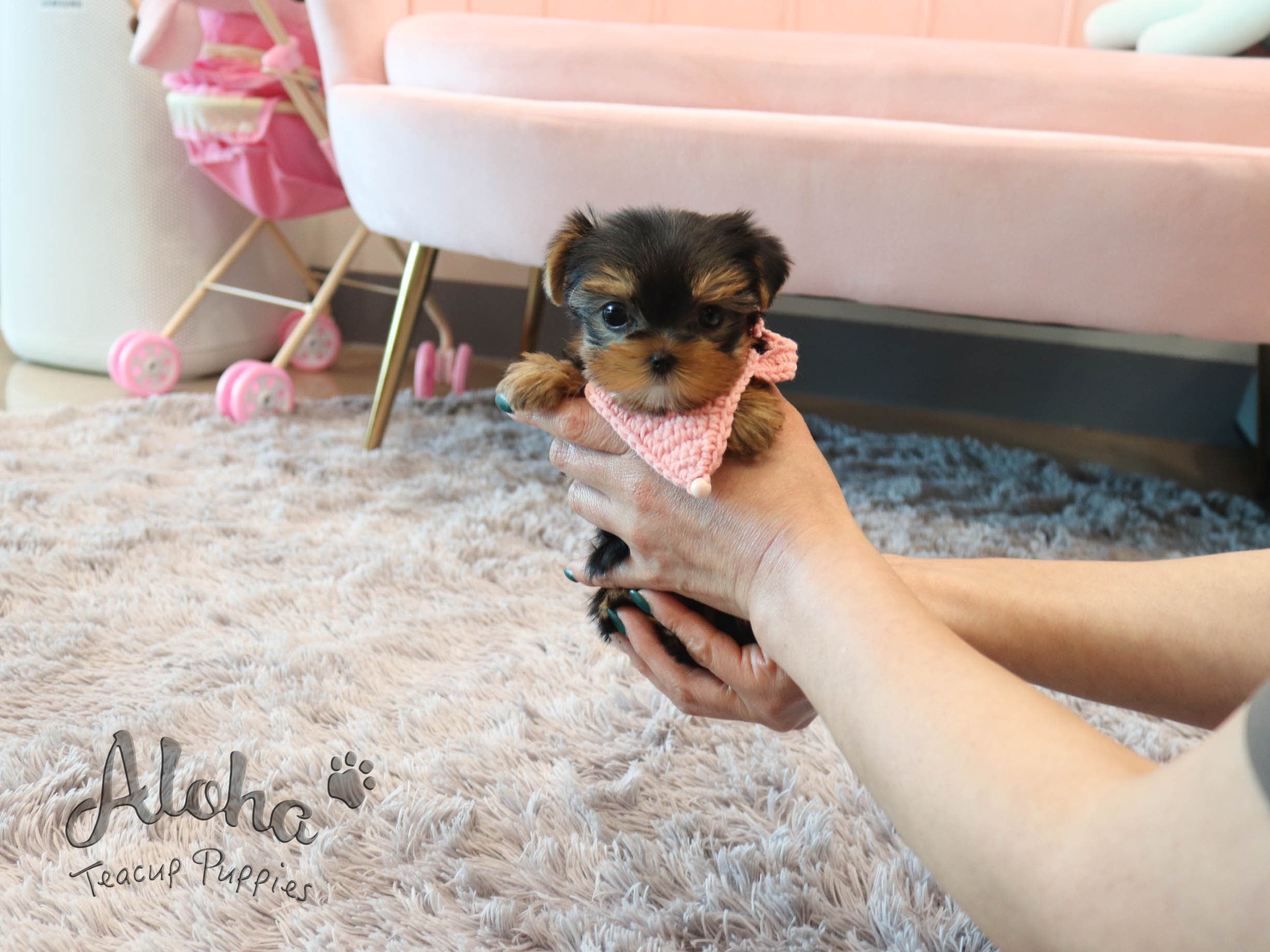 Tiffany [TEACUP Yorkie]