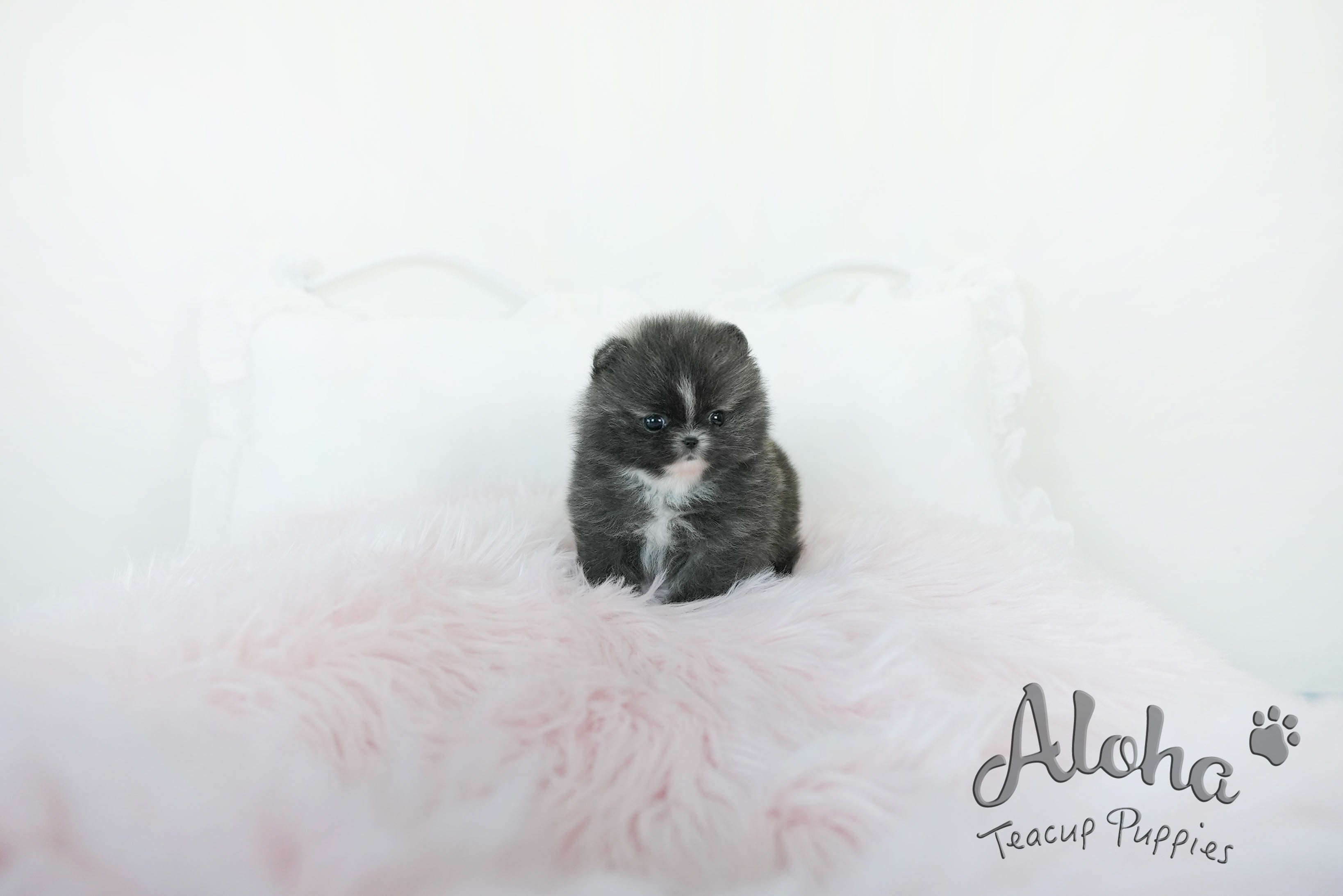 Violet [TEACUP POMERANIAN]