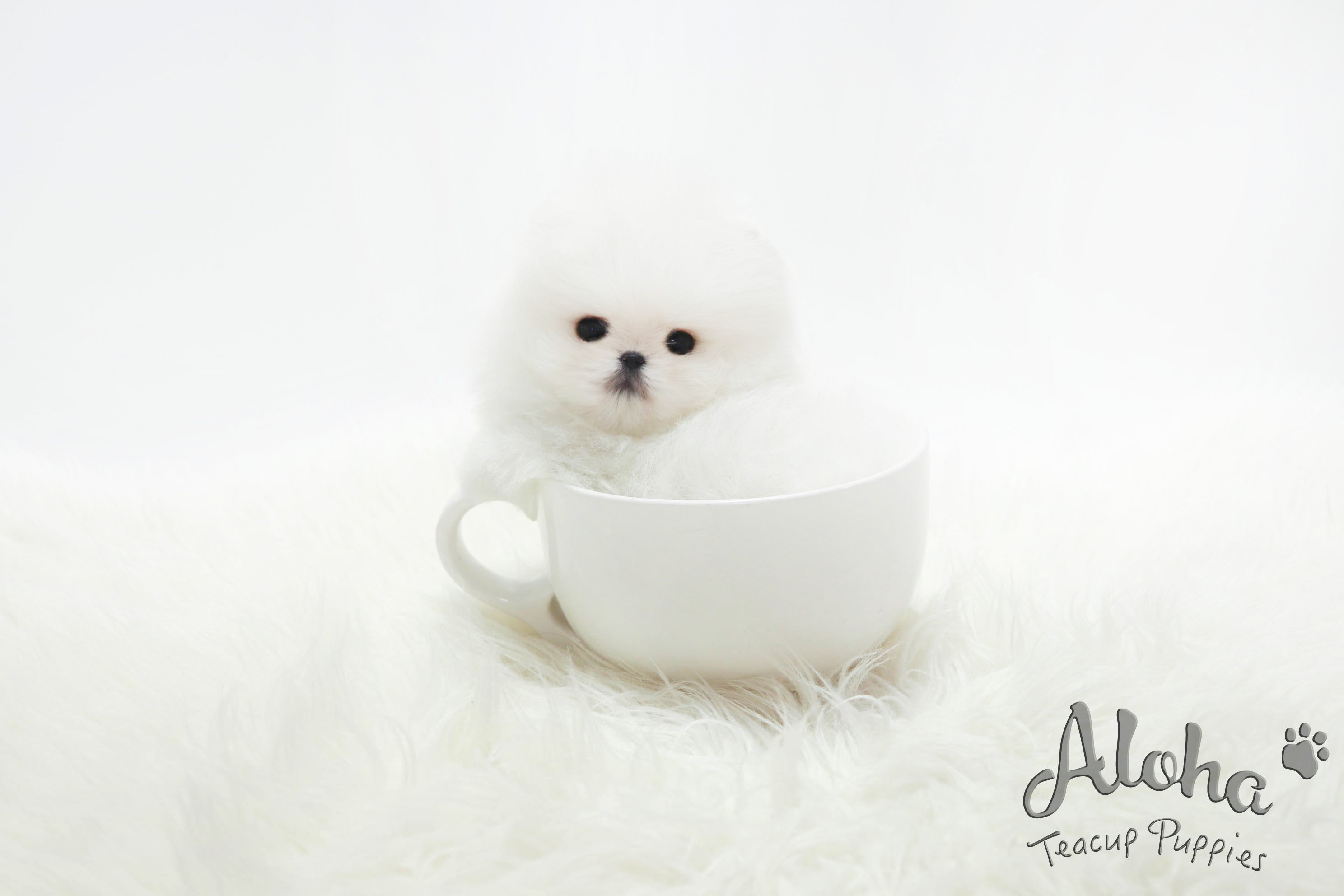 Sold to Samier, Merry [TEACUP POMERANIAN]
