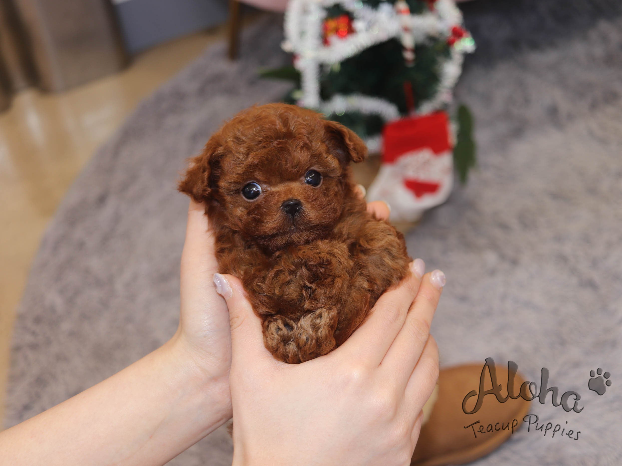 Teddy [TEACUP POODLE]