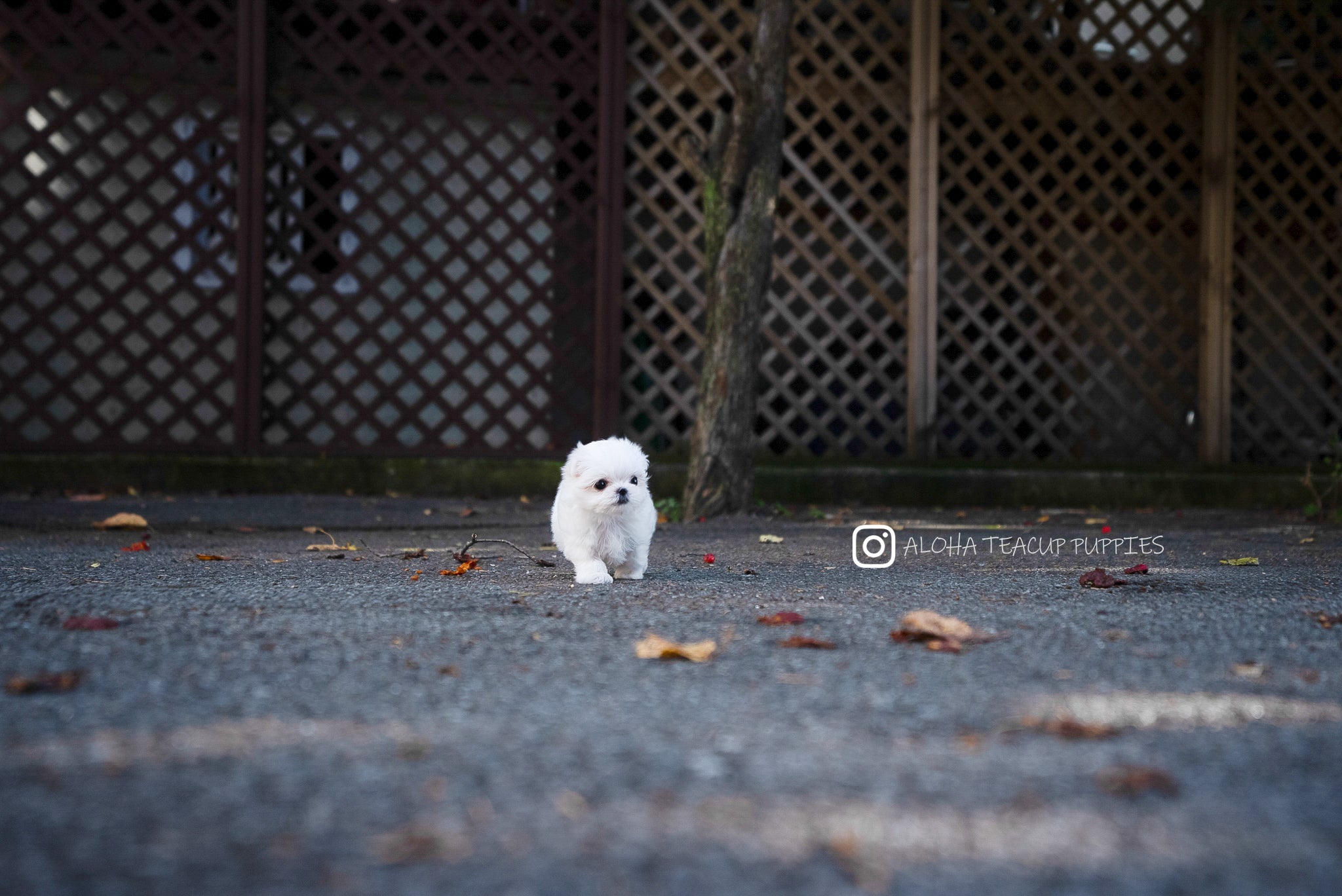Cara [TEACUP MALTESE]