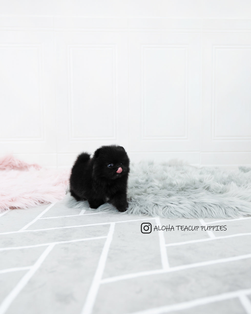 Mika [POMERANIAN]
