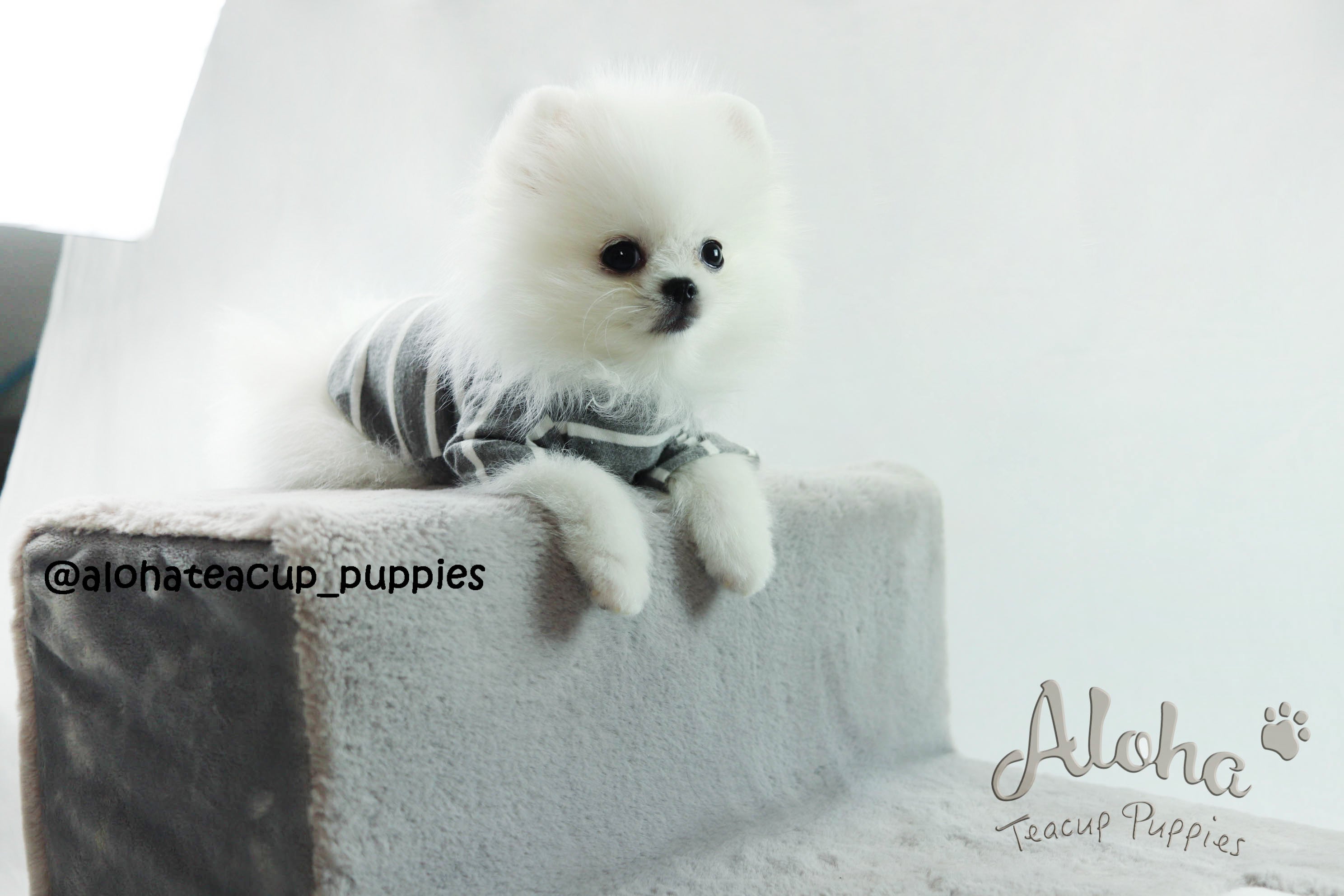 Sold to Barbie, SANTA [Pomeranian]