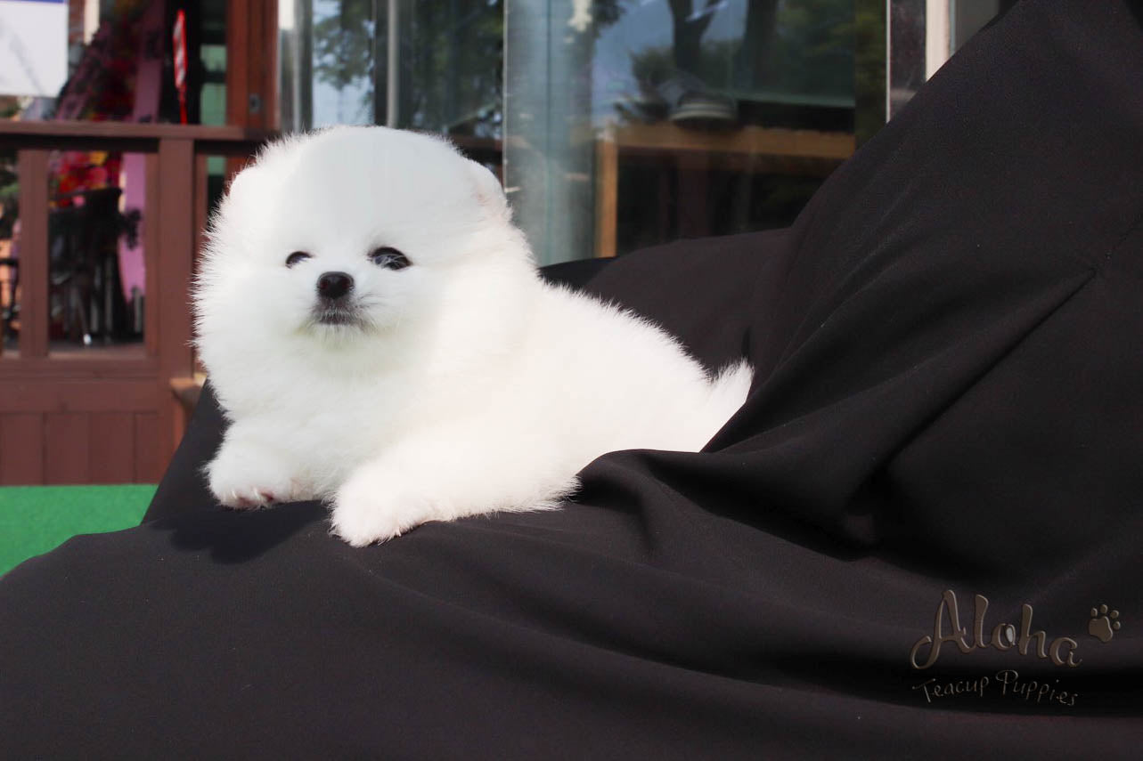 Barnie - [Pomeranian]