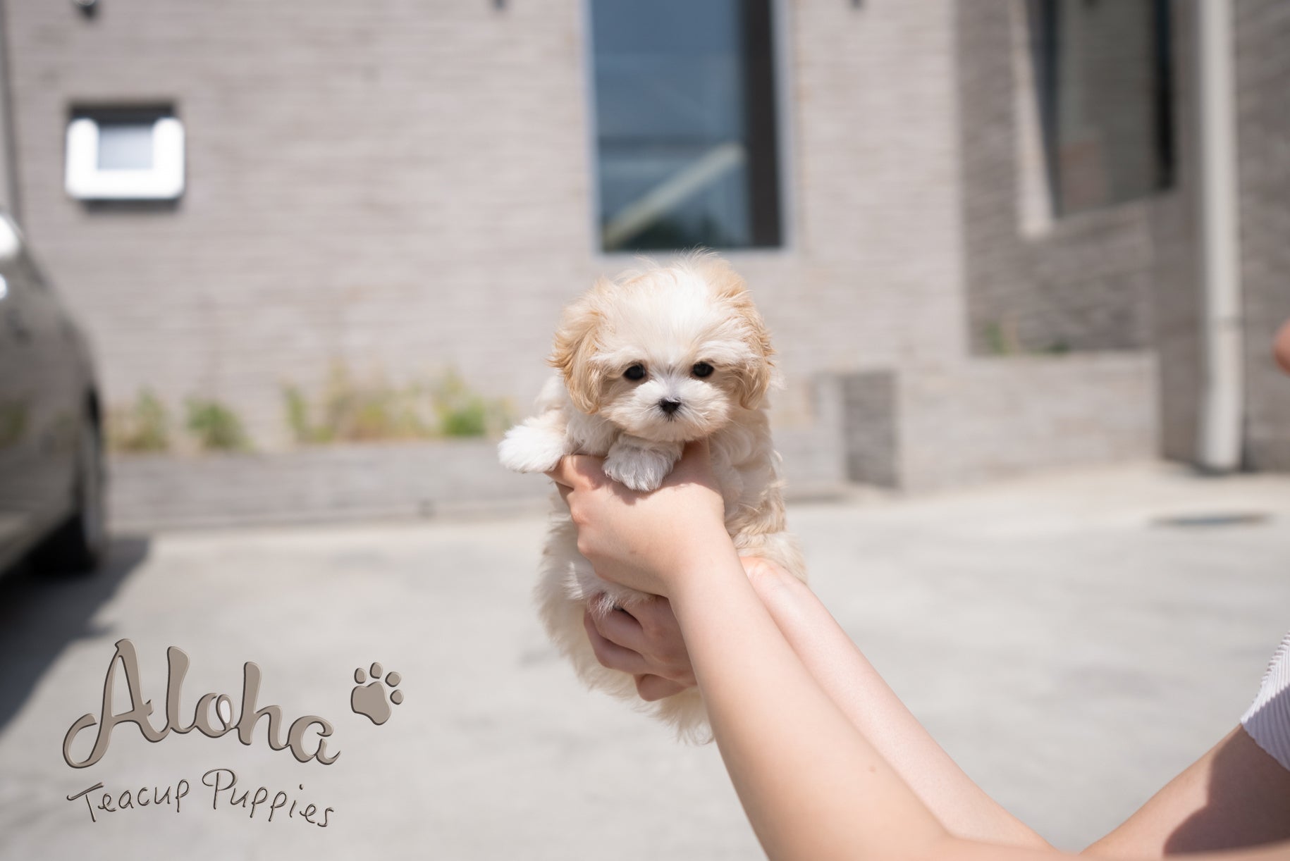 Mia [TEACUP MALTIPOO]
