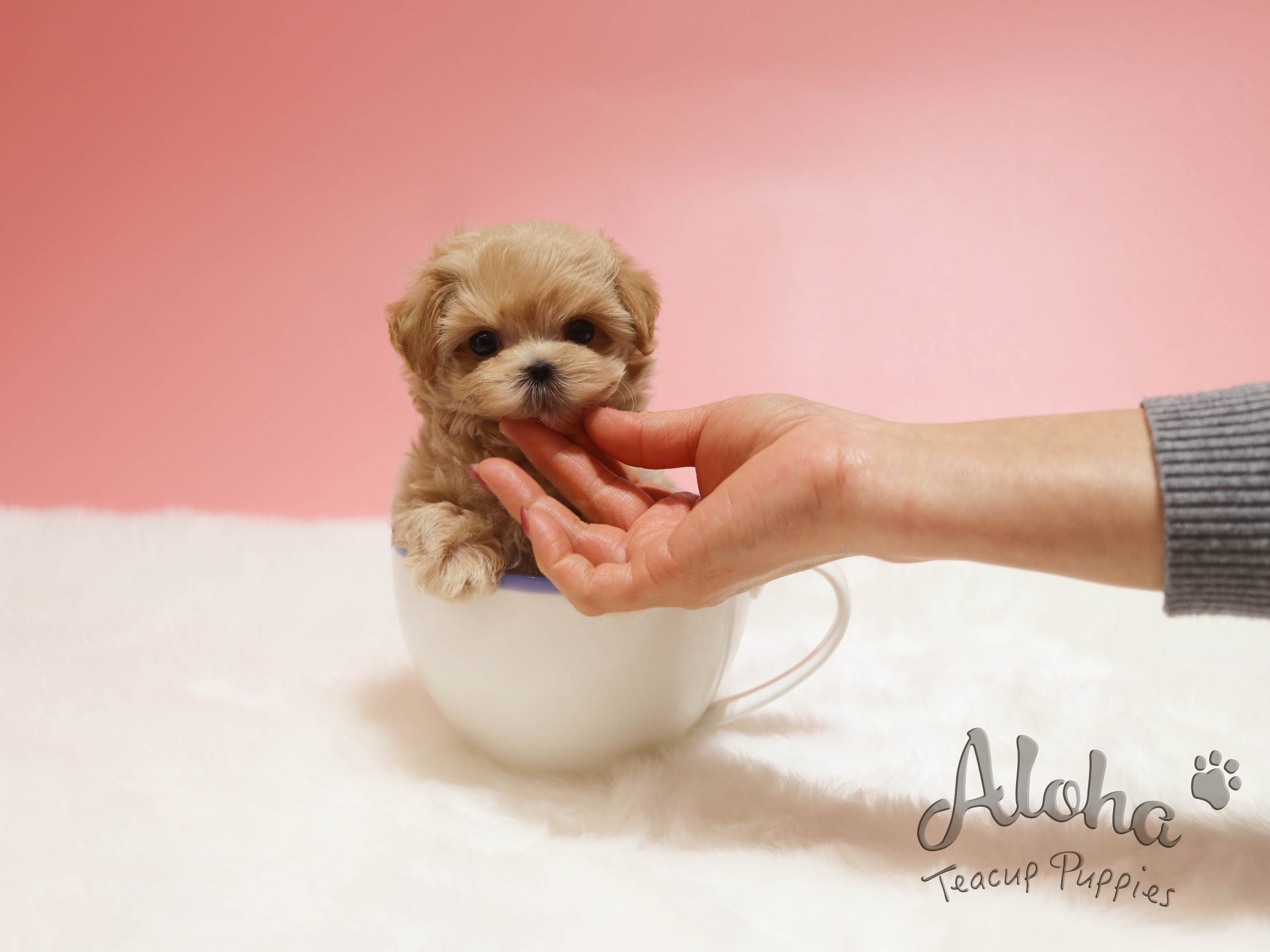 Mango [TEACUP MALTIPOO]