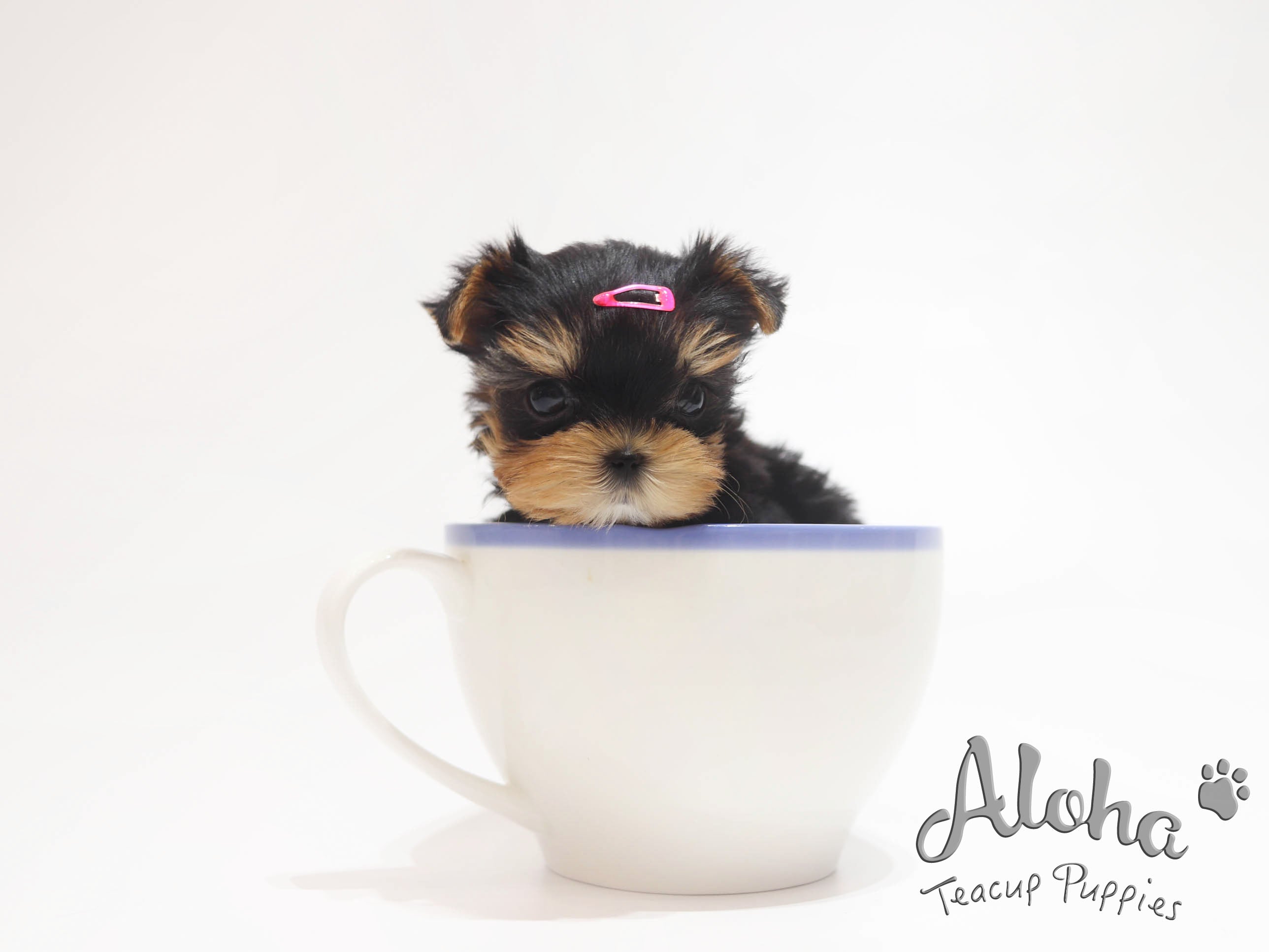 MOLLY [TEACUP YORKIE]