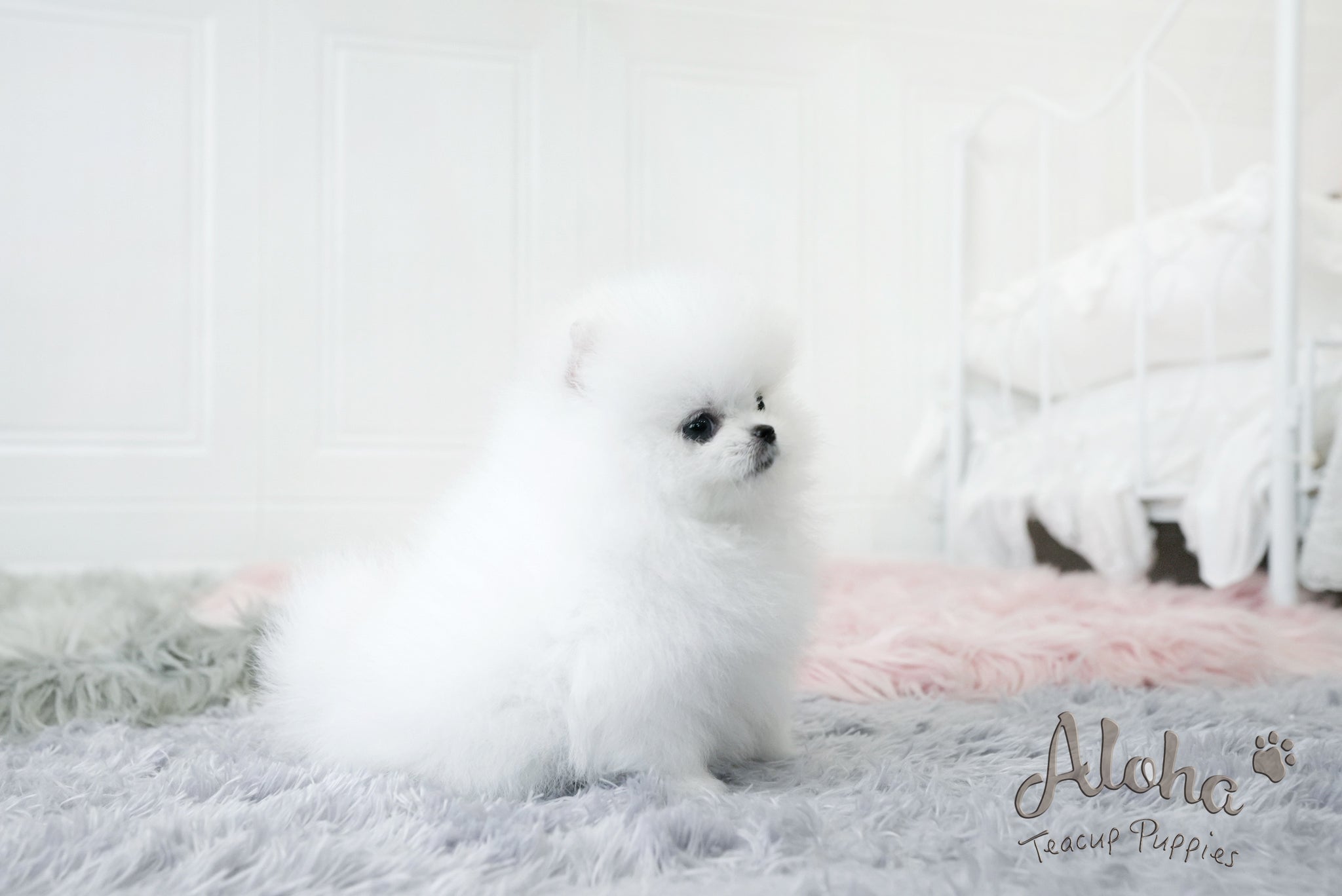 Dior [TEACUP POMERANIAN]