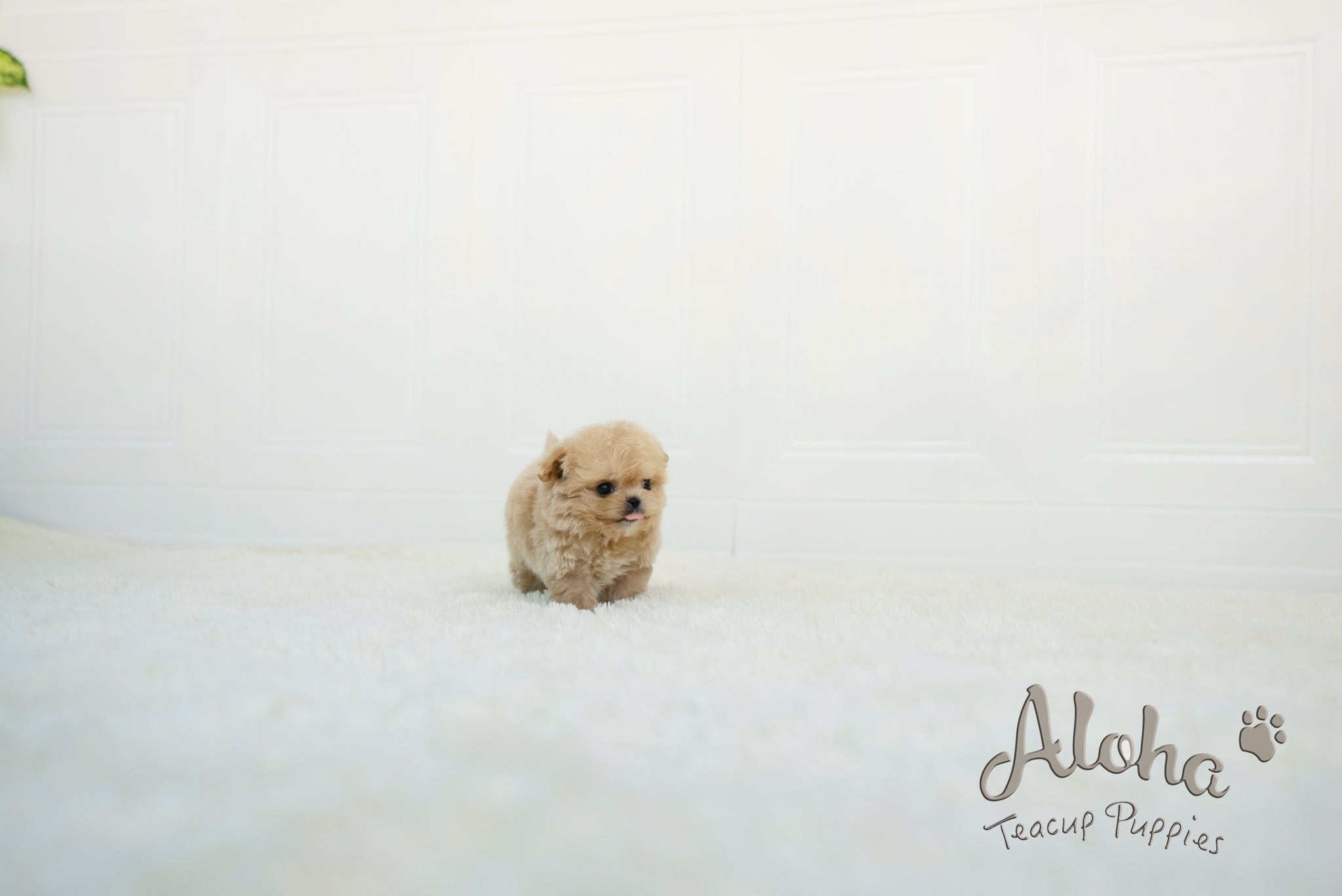 Mario [TEACUP MALTIPOO]