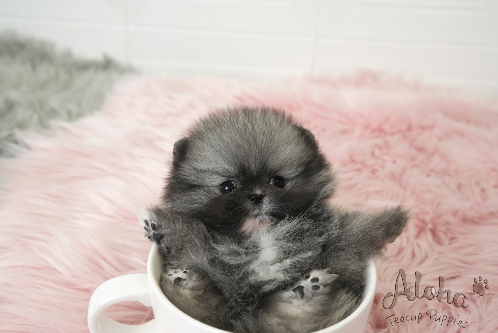 Nero [TEACUP POMERANIAN]