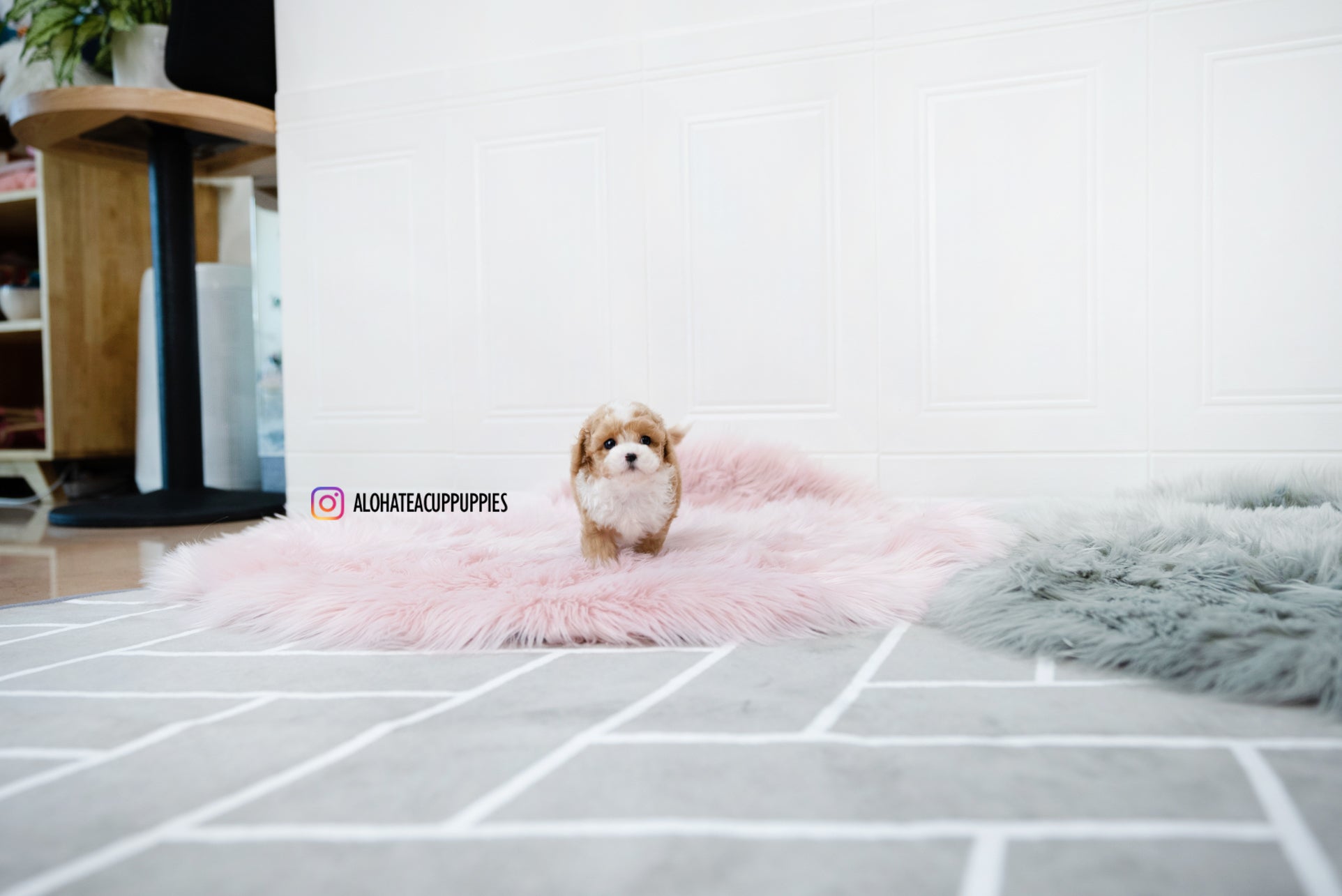 Lucas [TEACUP POODLE]