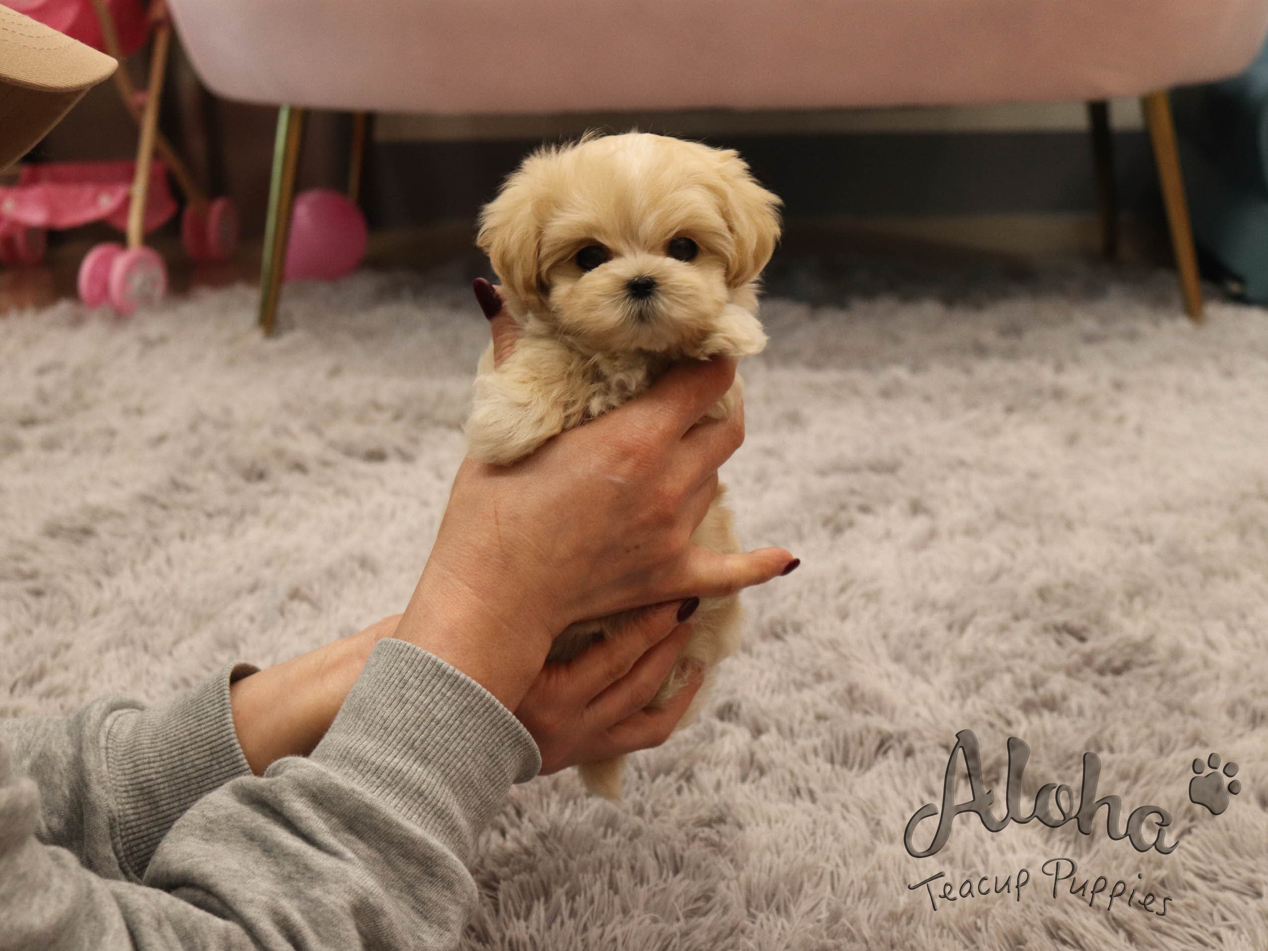 Mary [TEACUP MALTIPOO]
