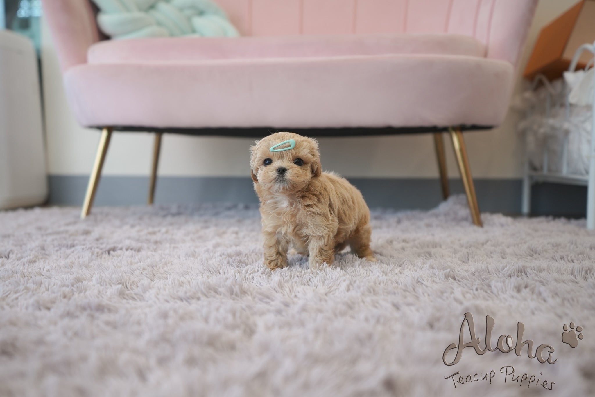 Paco [TEACUP MALTIPOO]