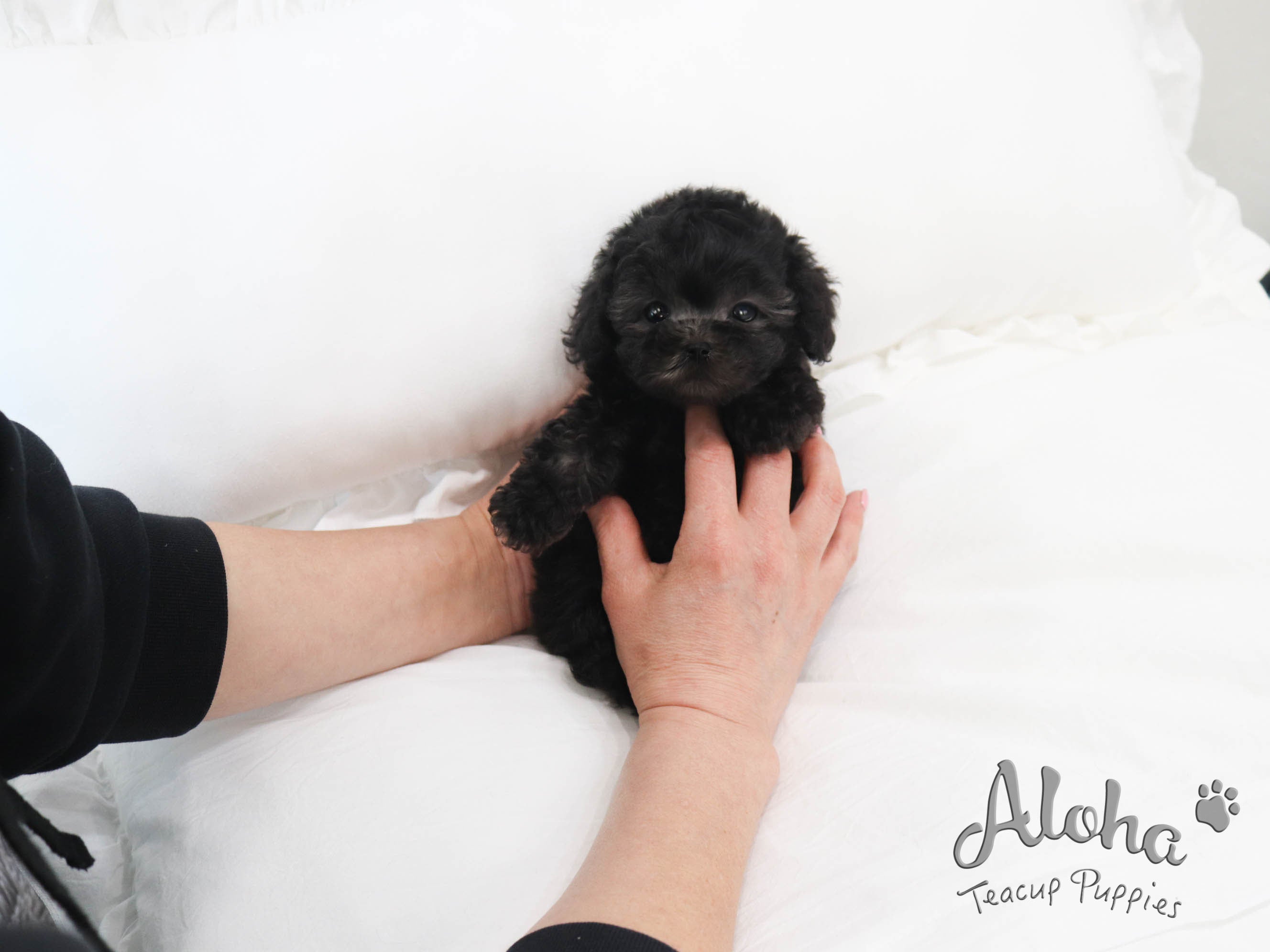 Bella [TEACUP POODLE]