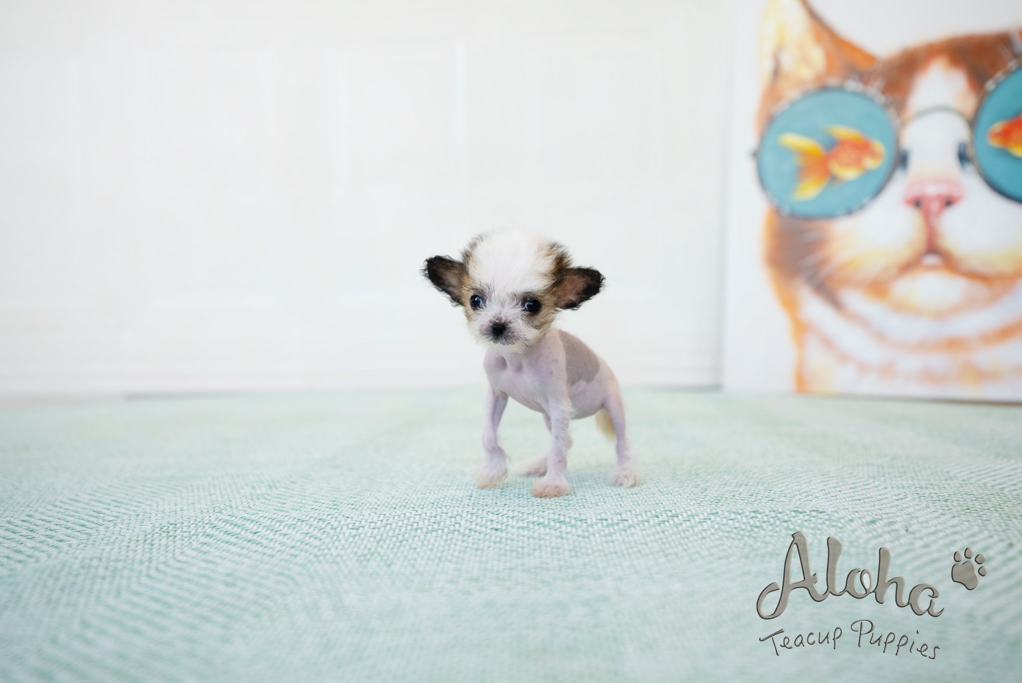 Charlotte [TEACUP Chinese Crested]