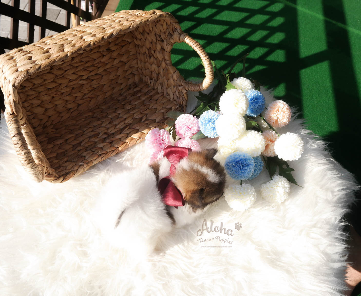 Sold to Lucy [TEACUP POMERANIAN]