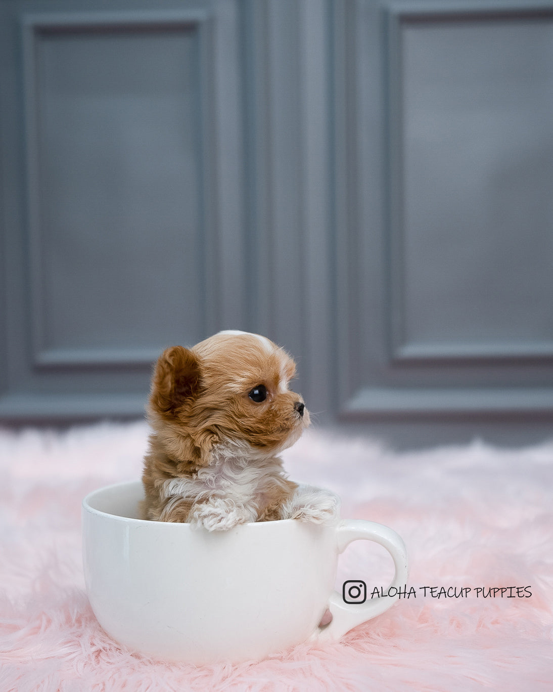 Louis [TEACUP Maltipoo]