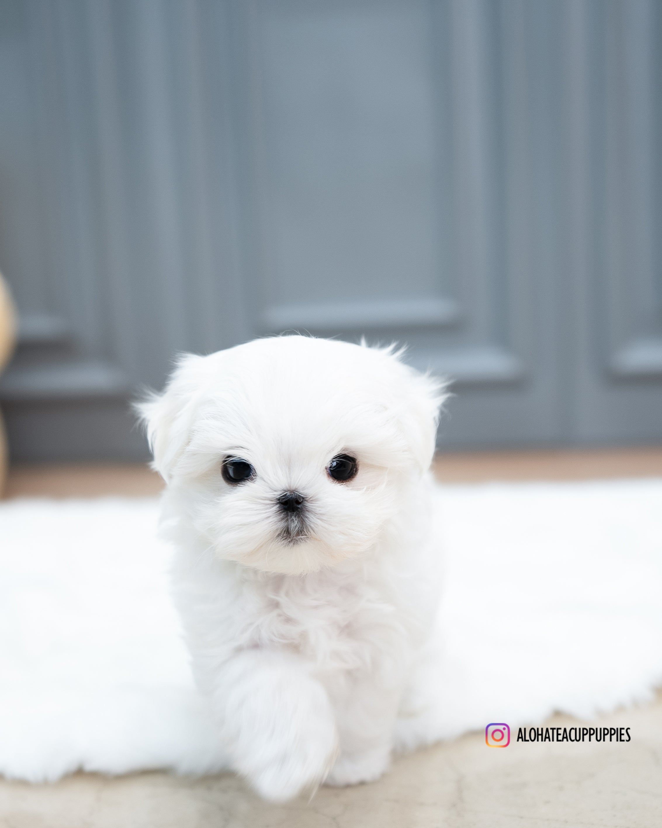 Bubble [TEACUP MALTESE]