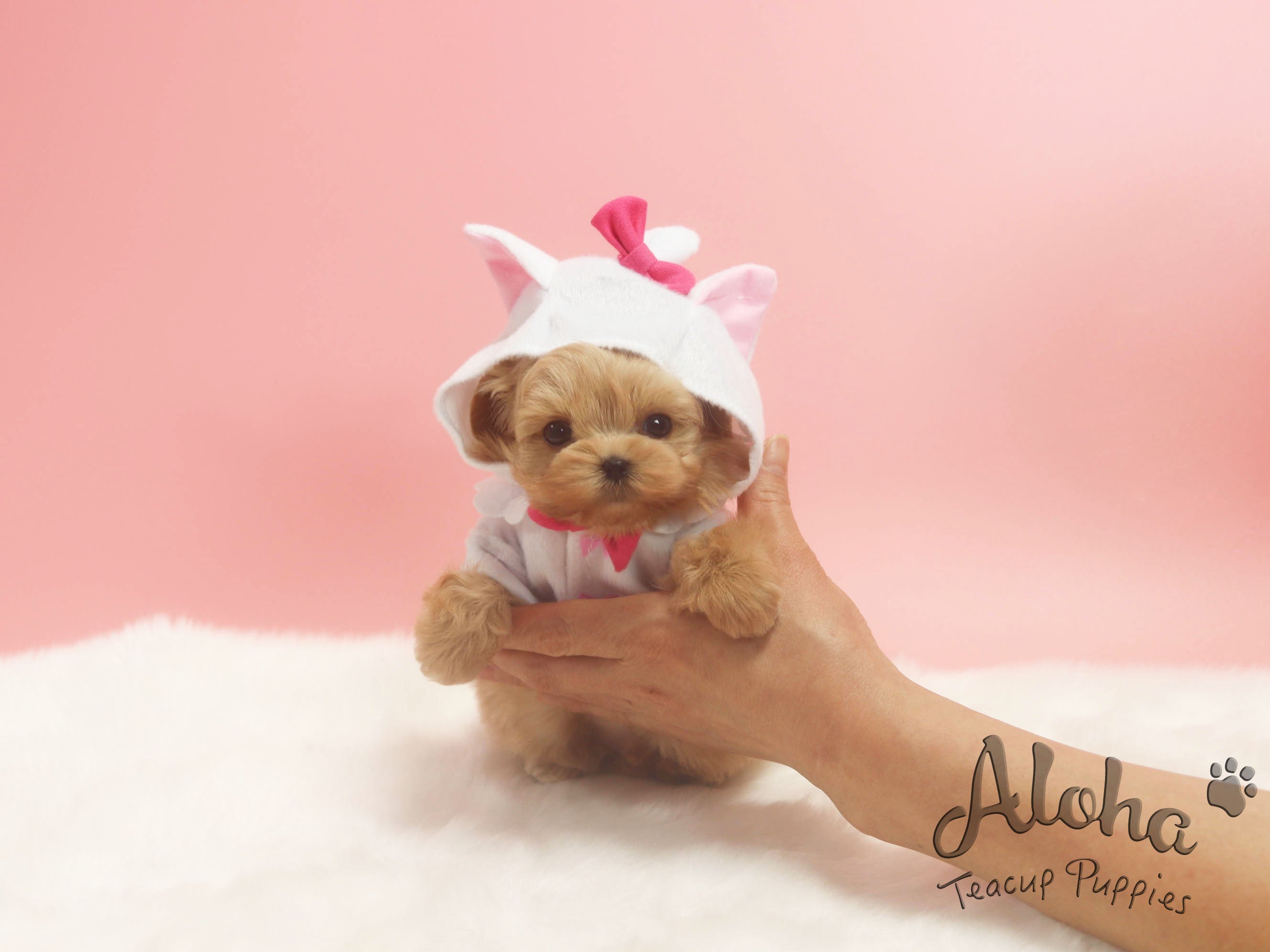 Sold to Jose, FENDI [TEACUP MALTIPOO]