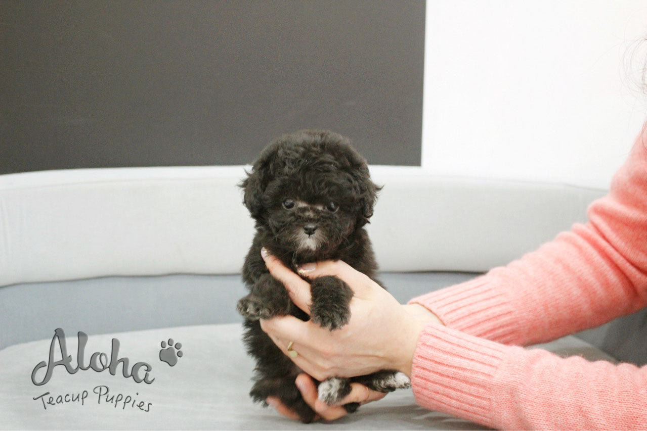 Benny [TEACUP POODLE]