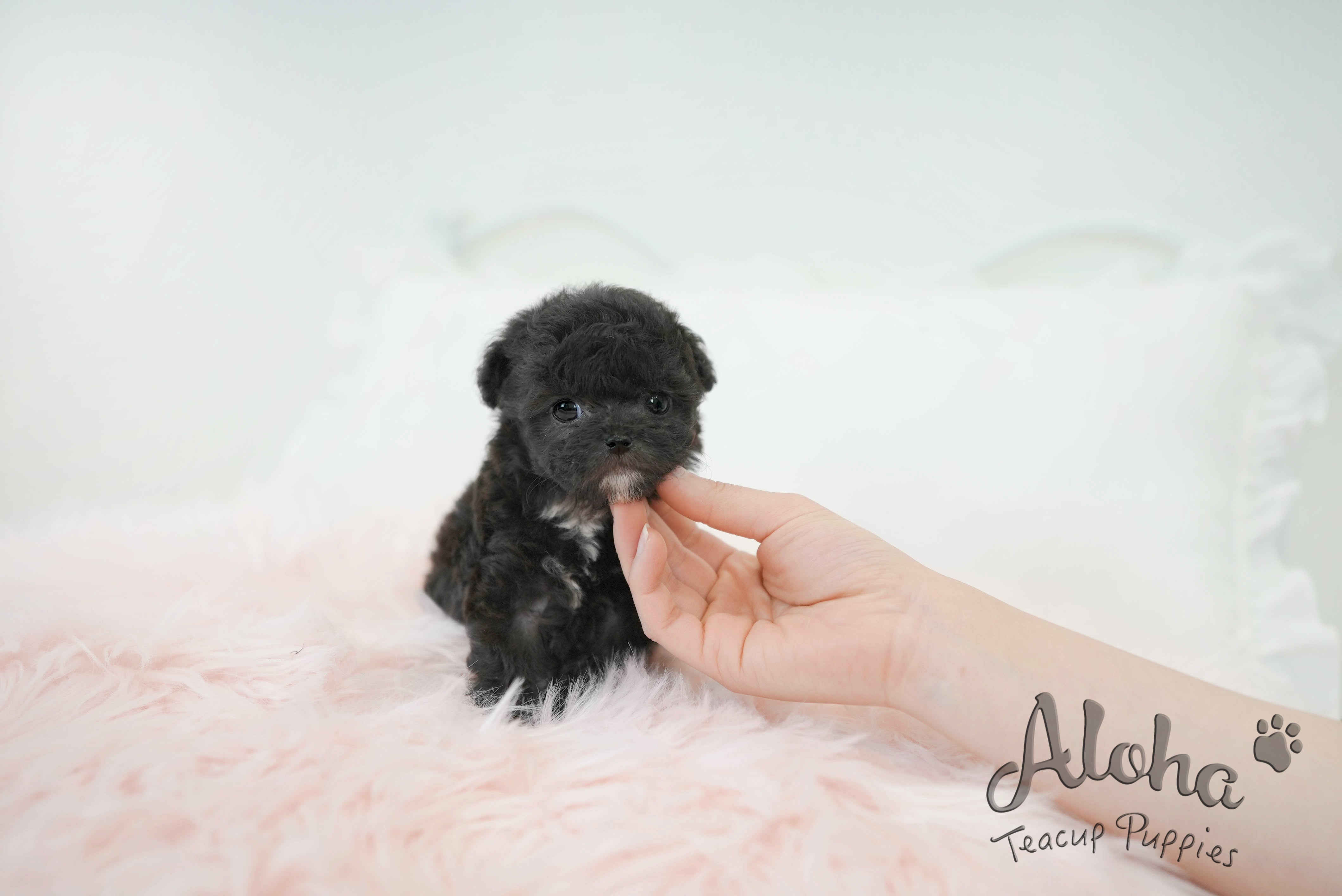 POPPY  [TEACUP POODLE]