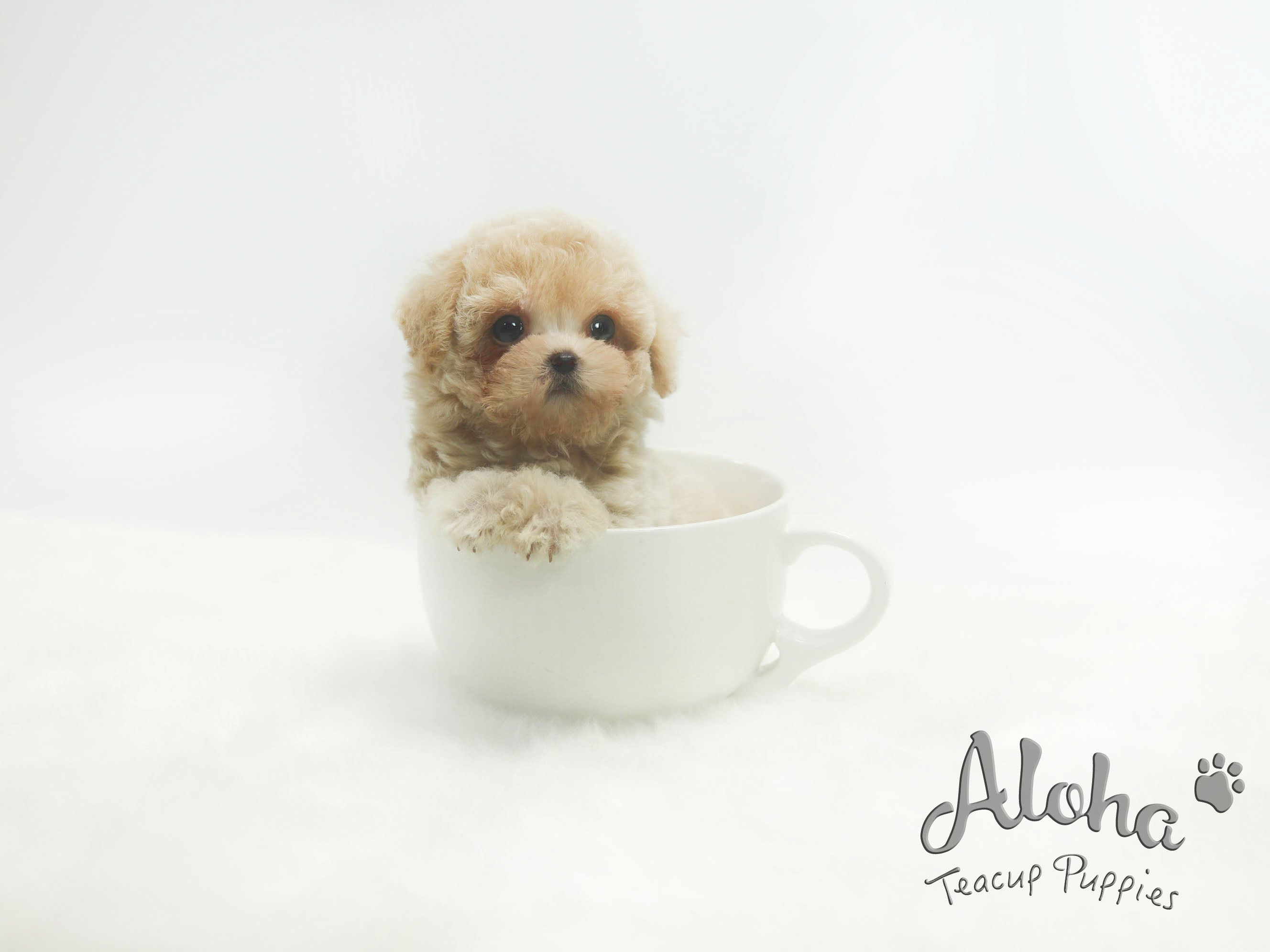 Sold to Dianne, Nina [TEACUP Maltipoo]