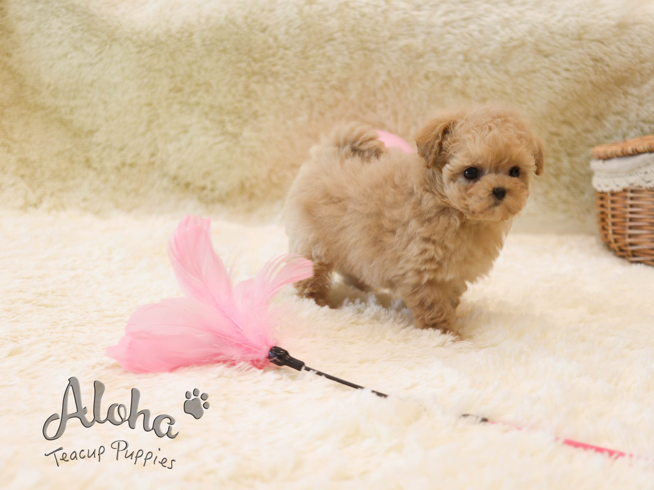 Rose [TEACUP POODLE]