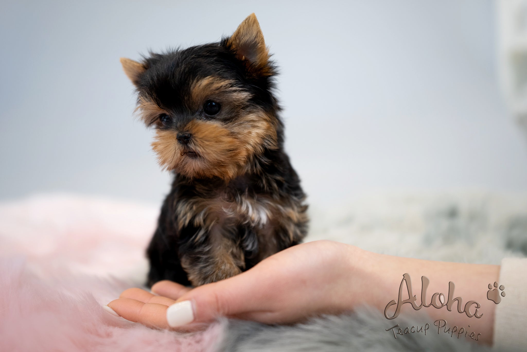 Fanny [TEACUP YORKIE]