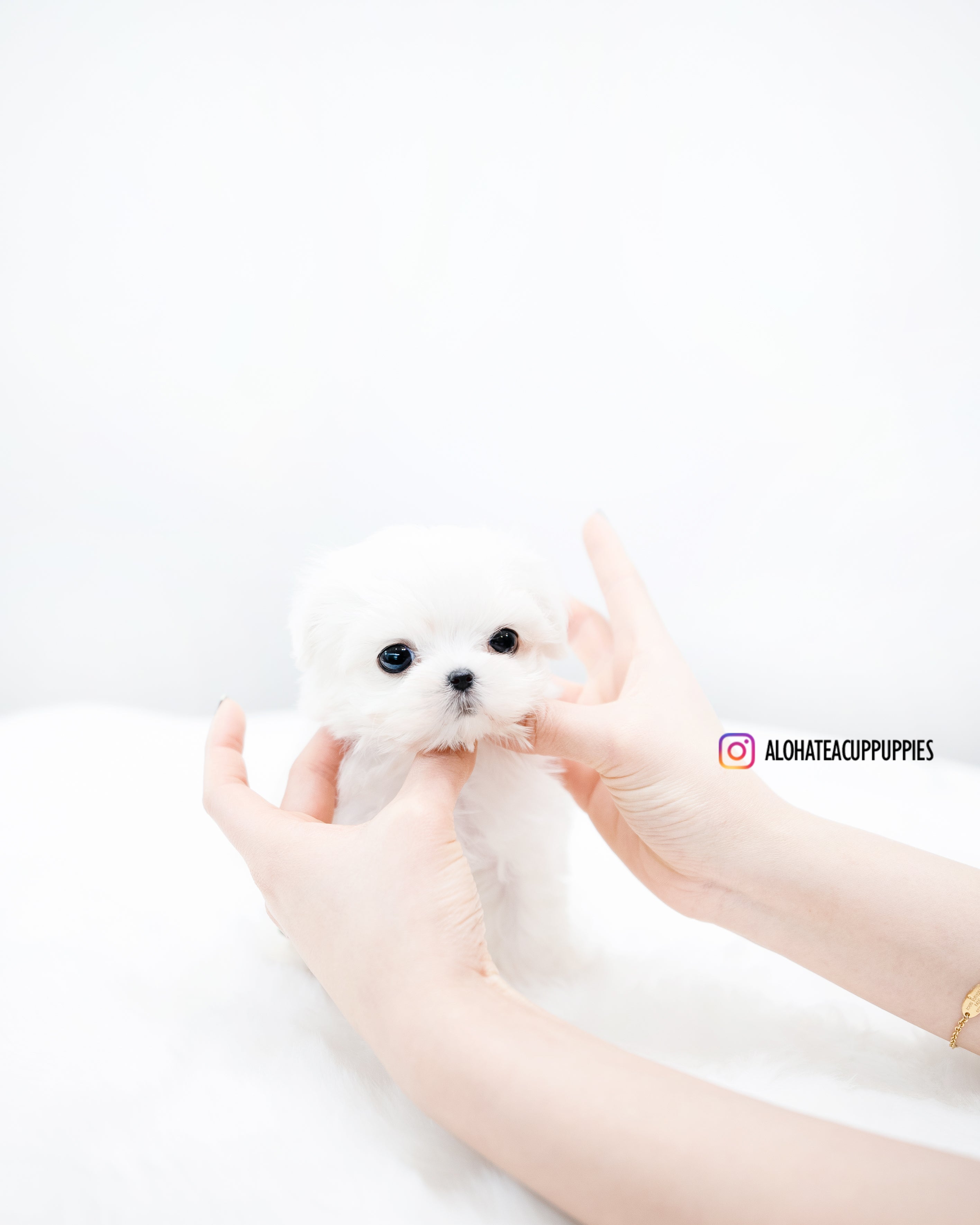 Evan [TEACUP MALTESE]