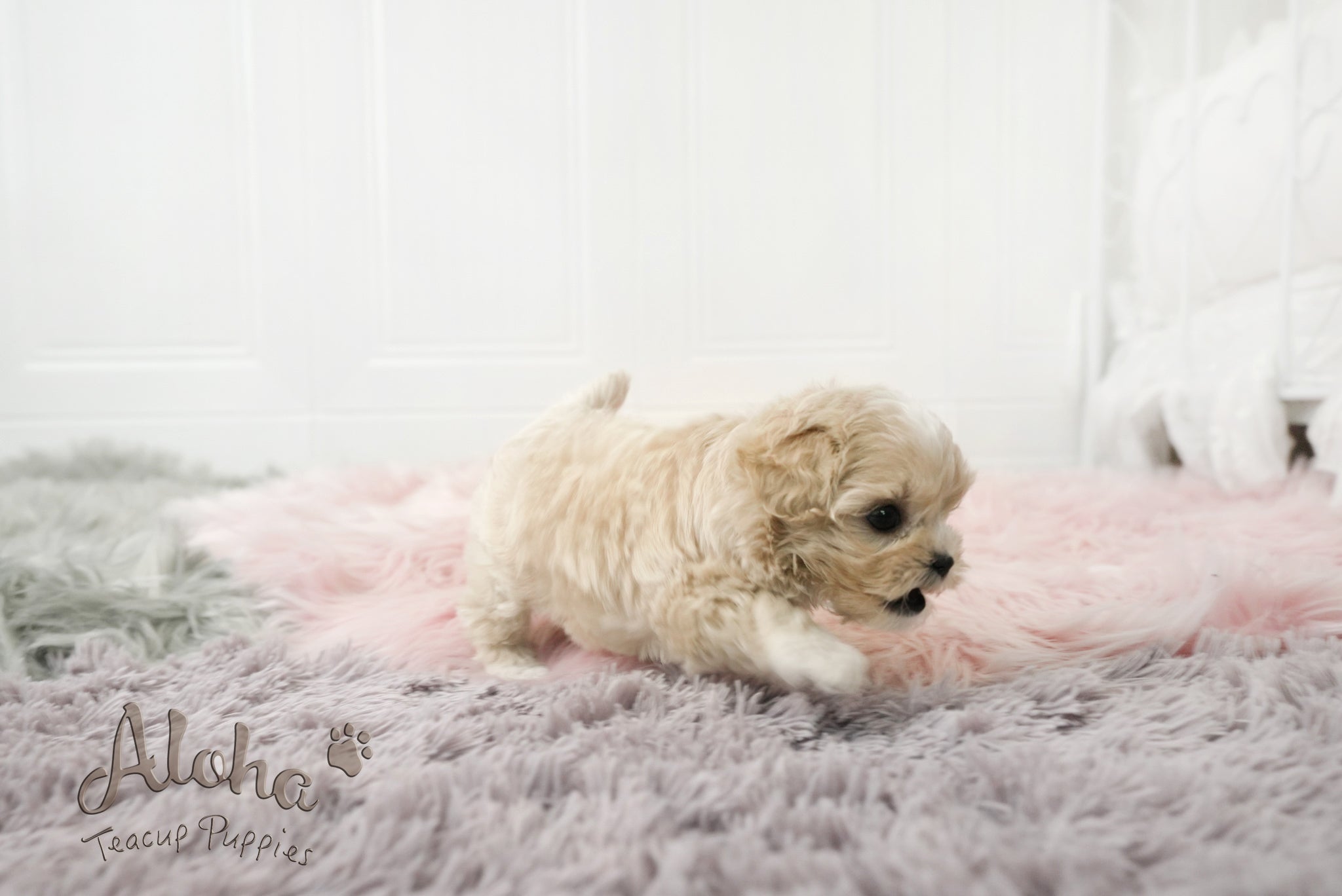 Andy [TEACUP MALTIPOO]
