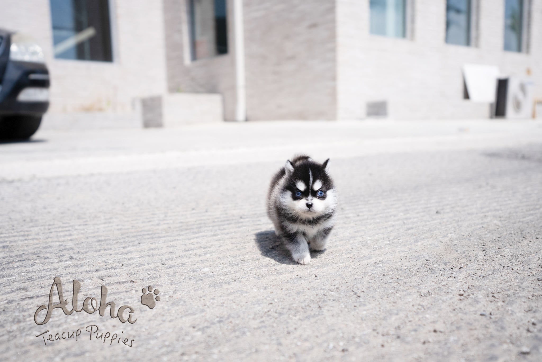 Alex [Pomsky TAZA DE TÉ]