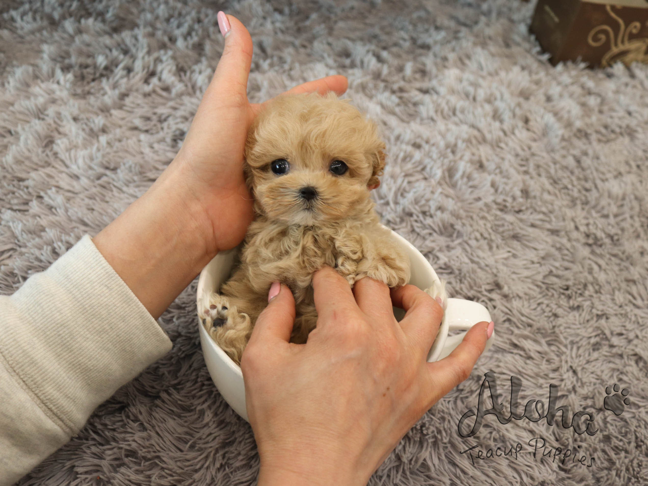 Bobby [TEACUP MALTIPOO]