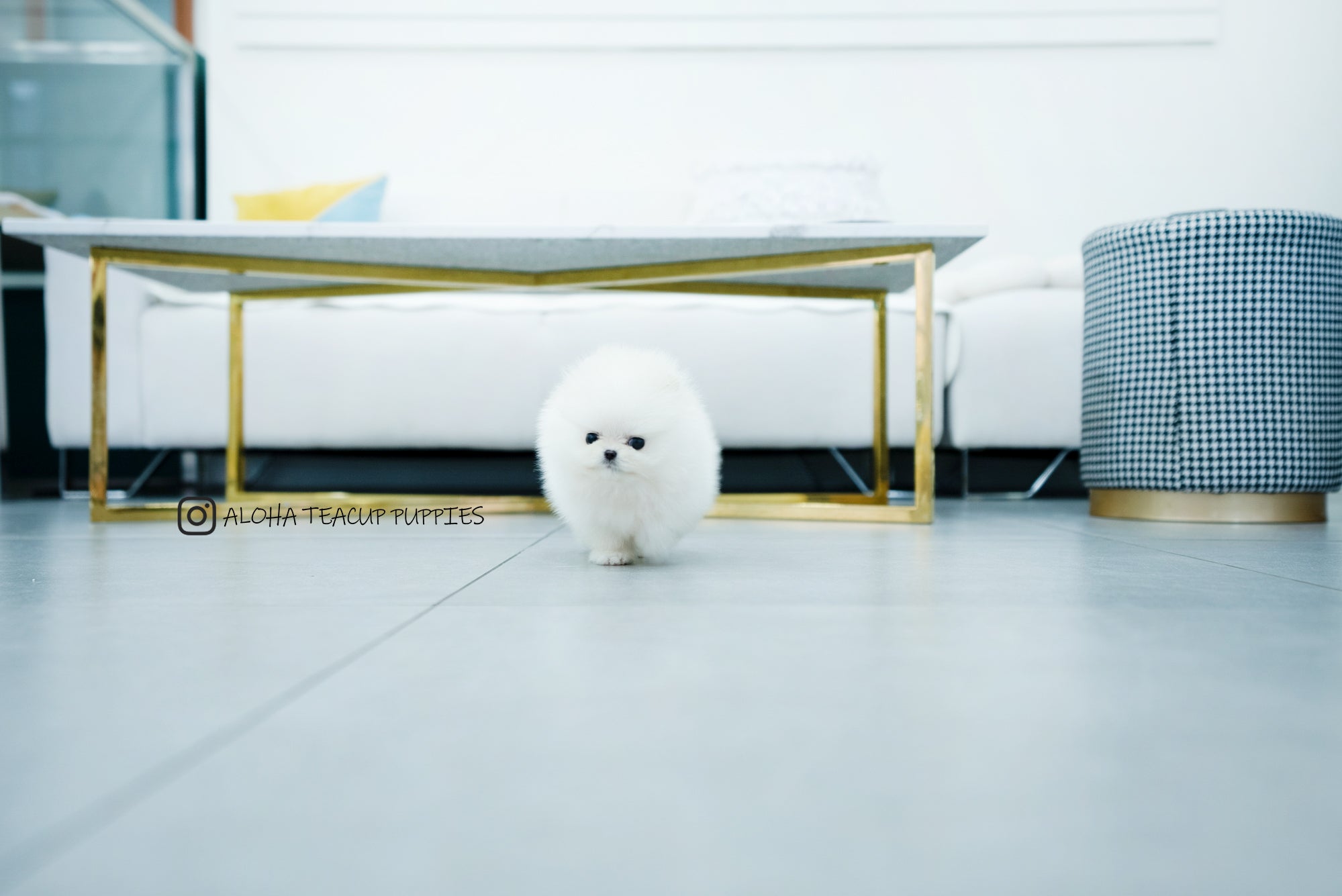 Bono [TEACUP POMERANIAN]