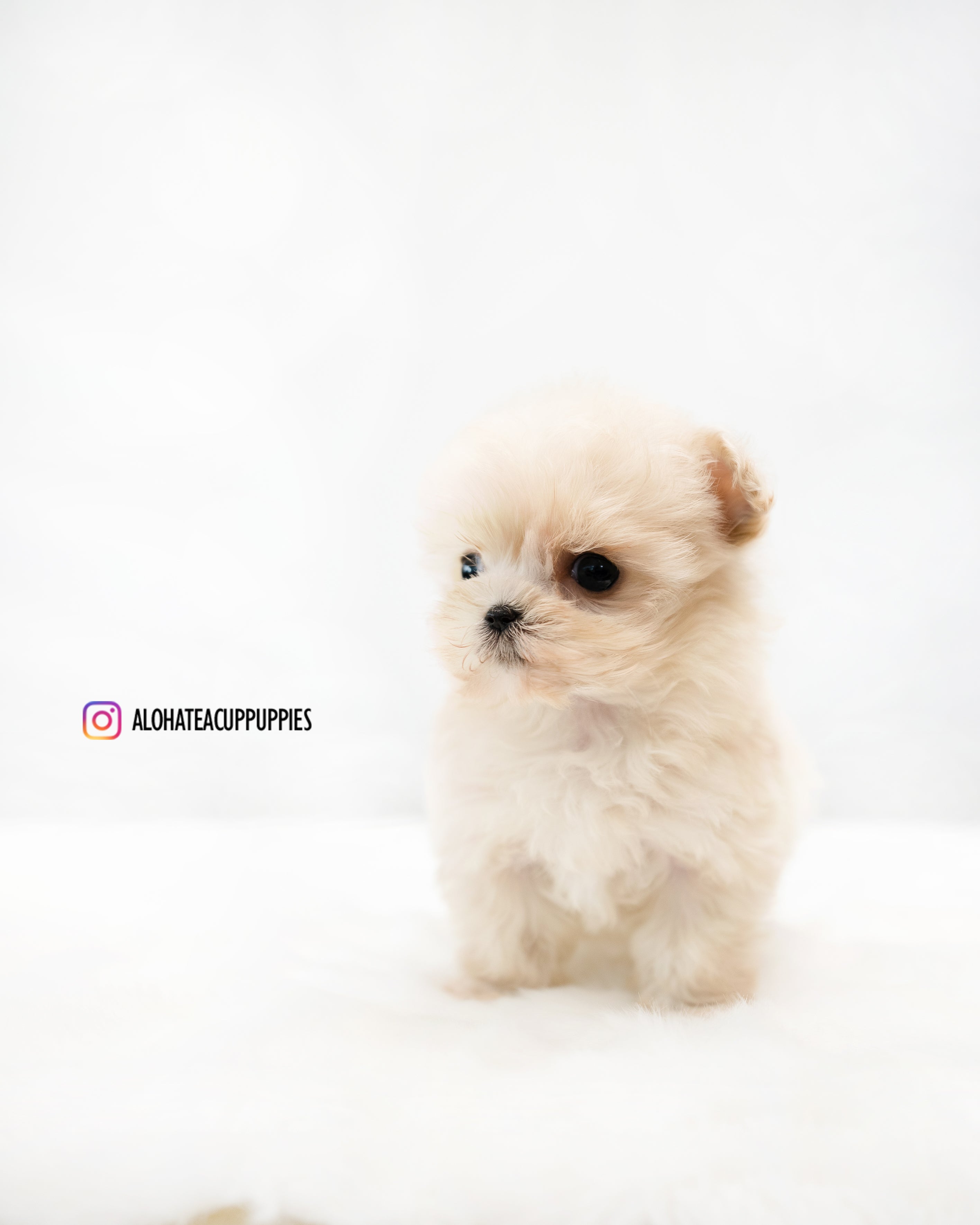 Ruby [TEACUP MALTIPOO]