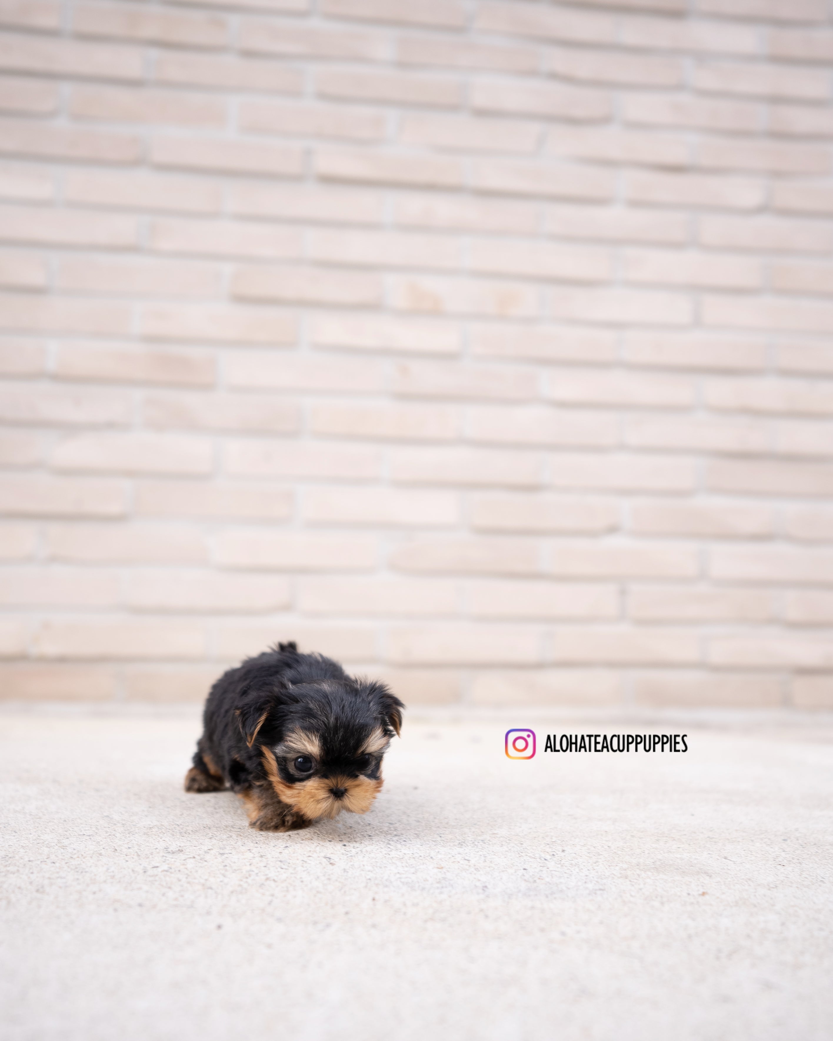 Charlotte [TEACUP YORKIE]
