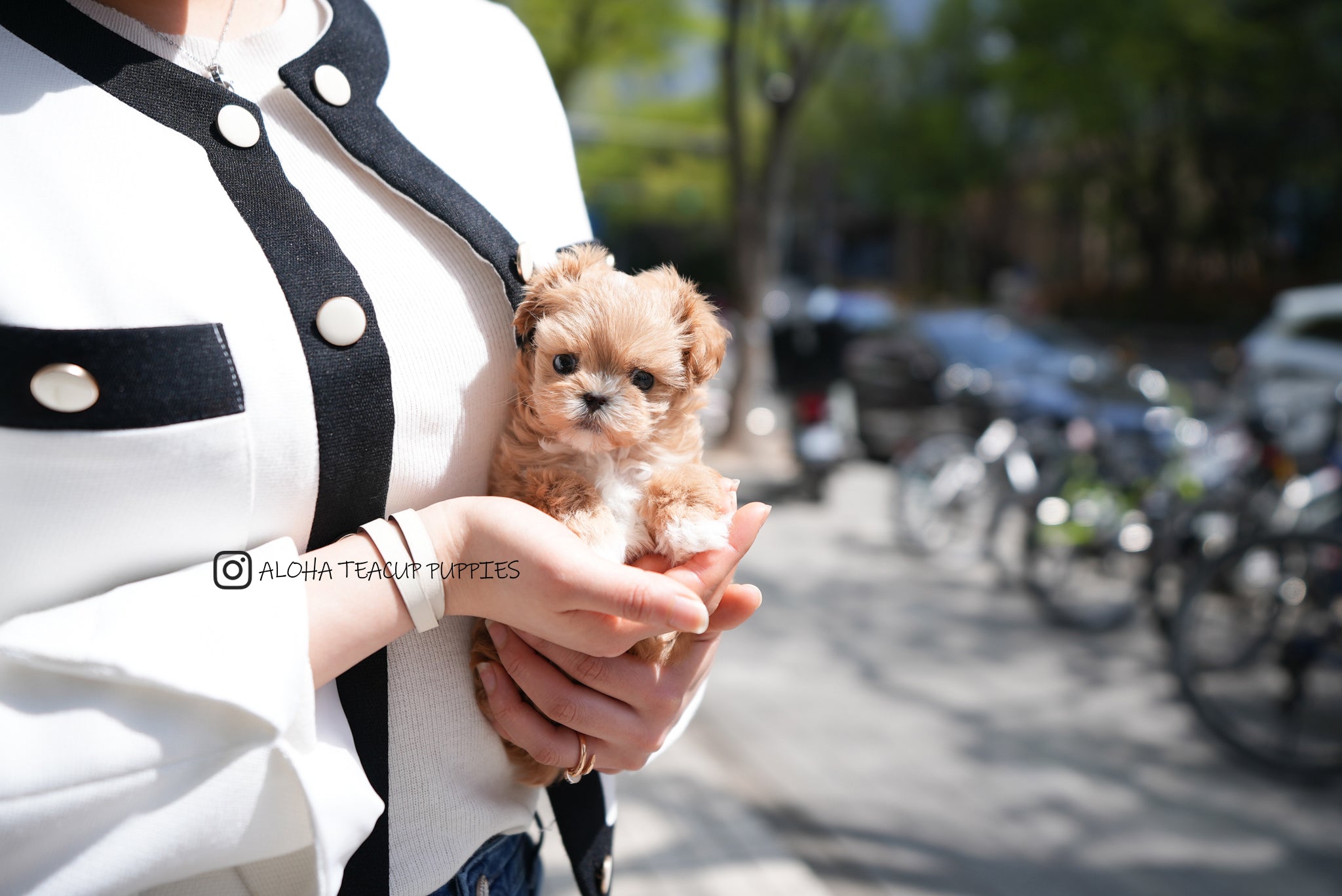 Avril [TEACUP MALTIPOO]
