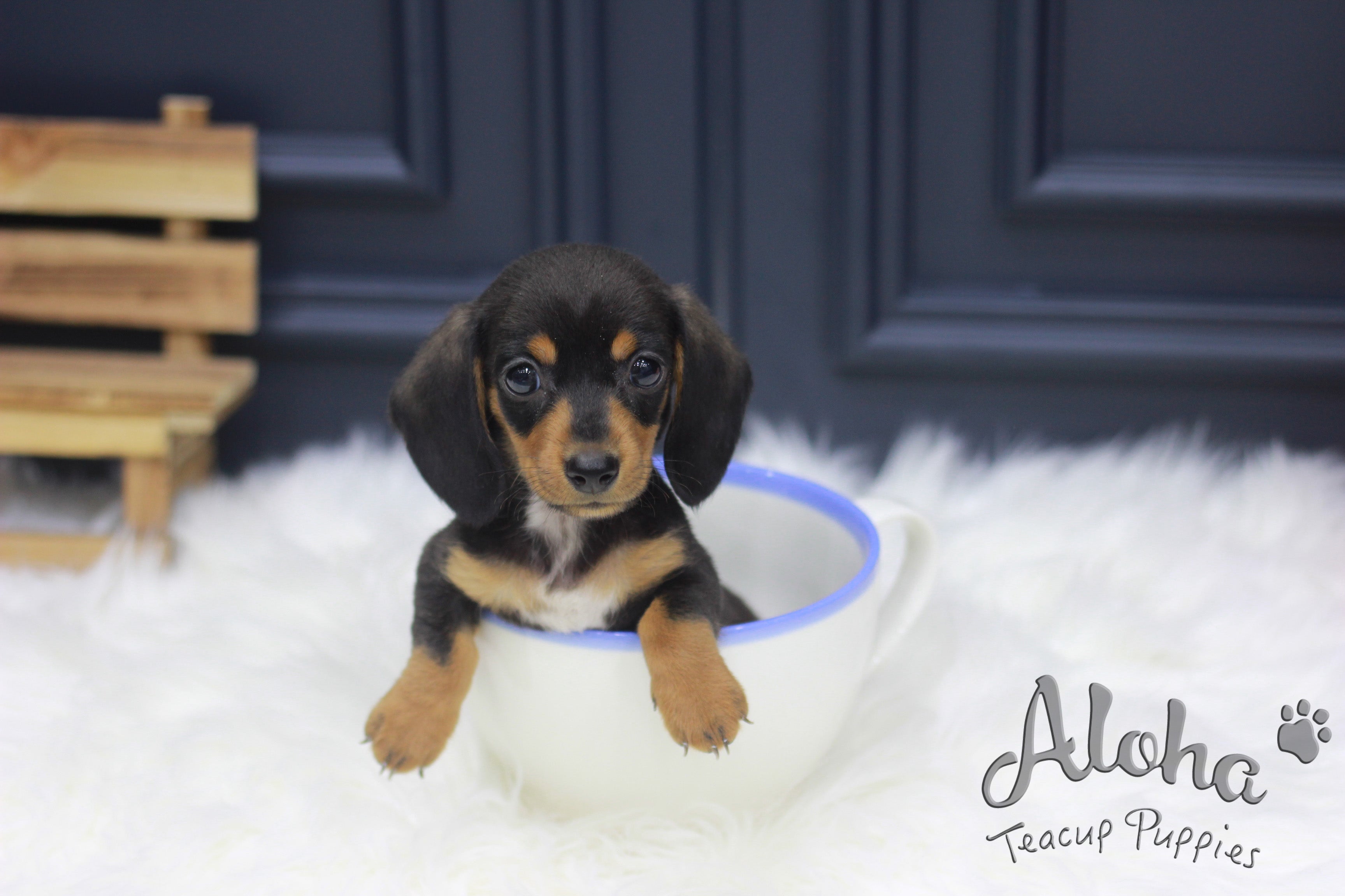 Vendido a Haley, Tank [Dachshund Teacup]