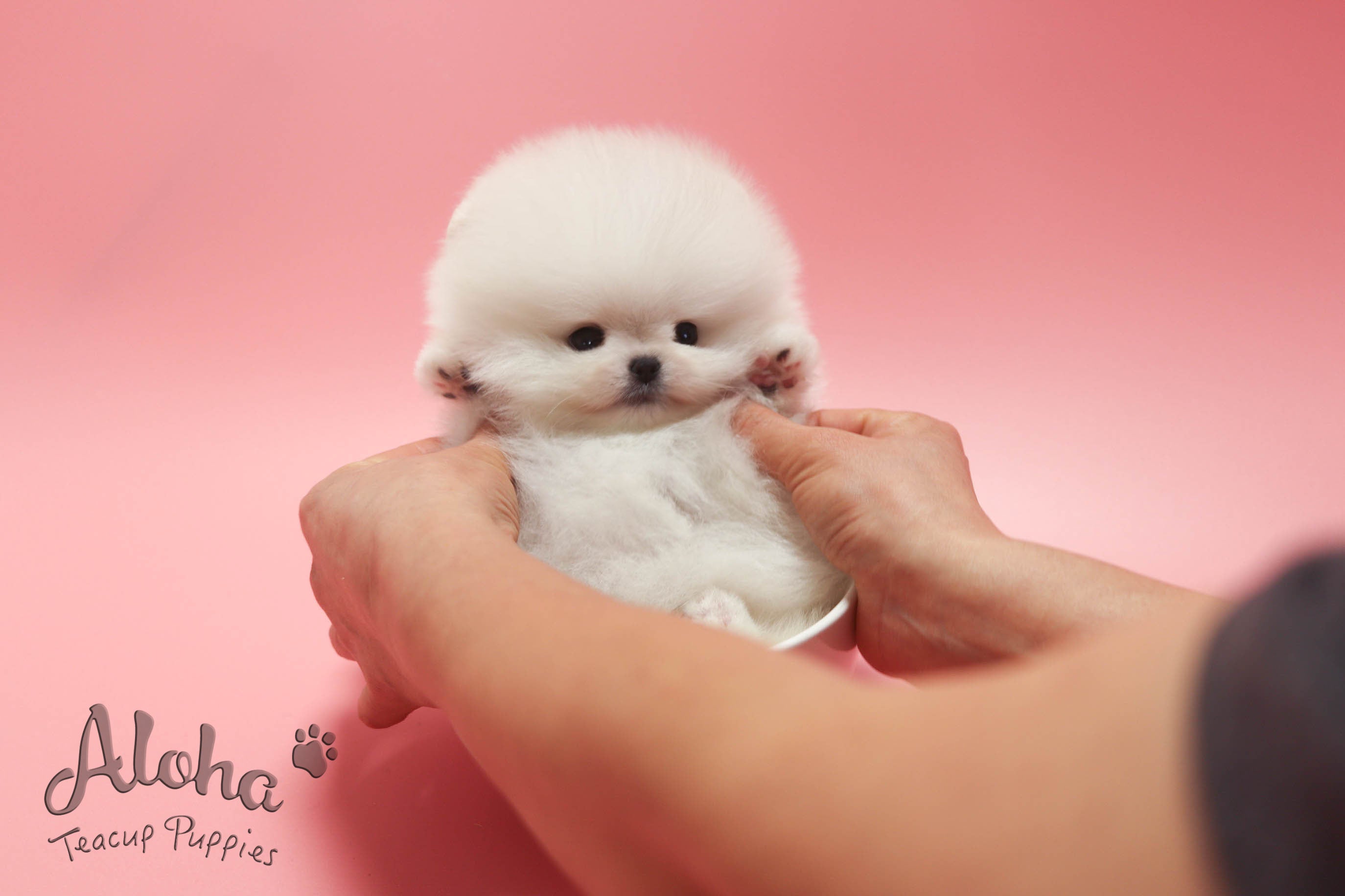 URUS [TEACUP POMERANIAN]