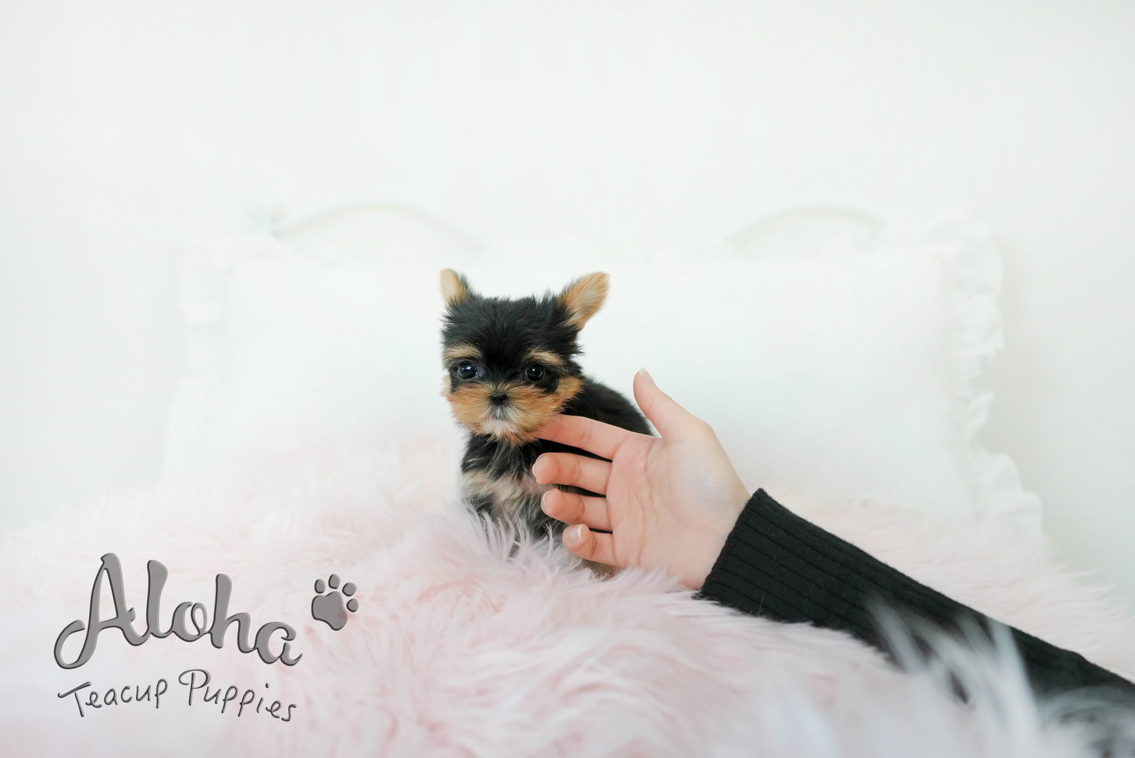 Molly [TEACUP Yorkie]