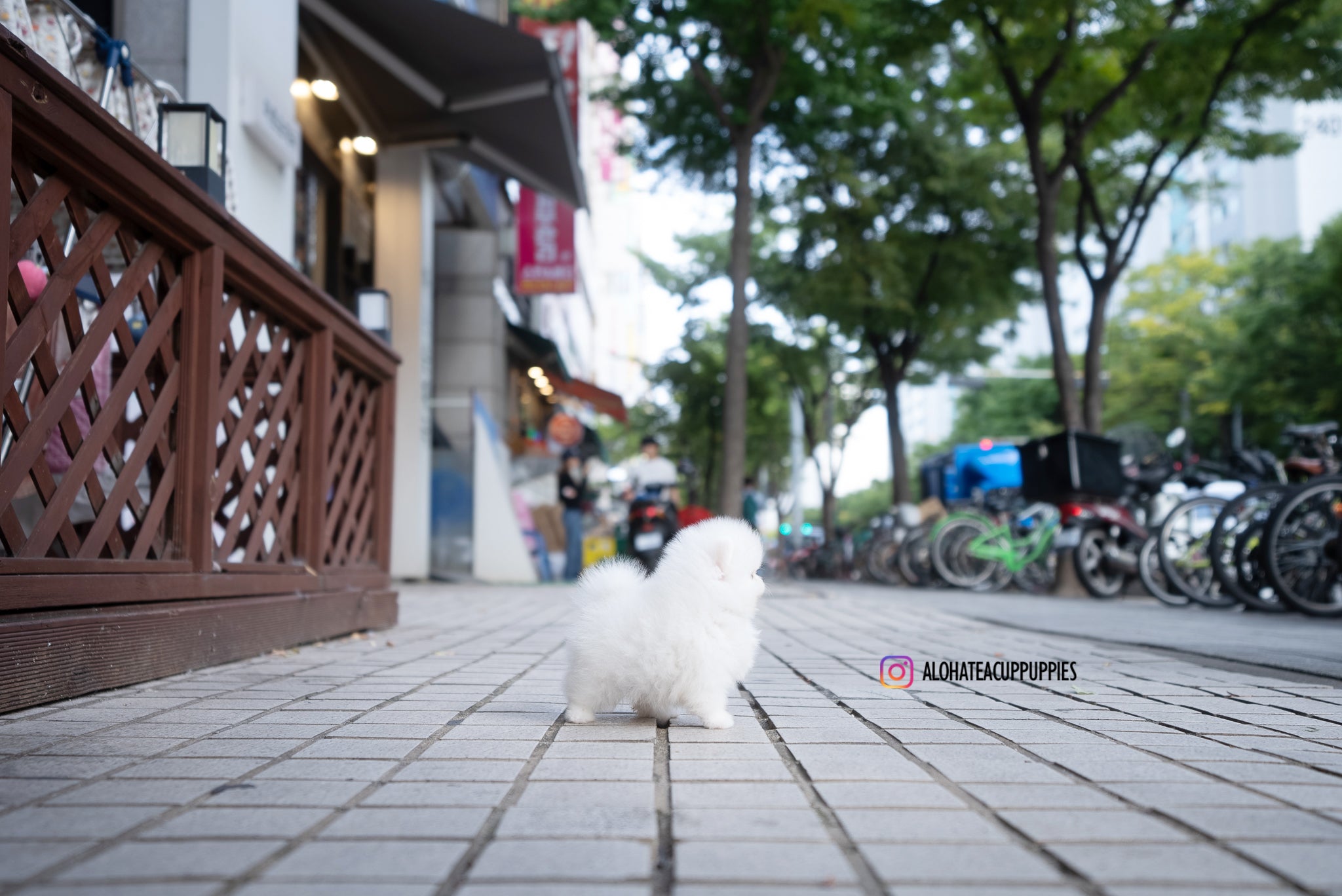 Romy [TEACUP POMERANIAN]