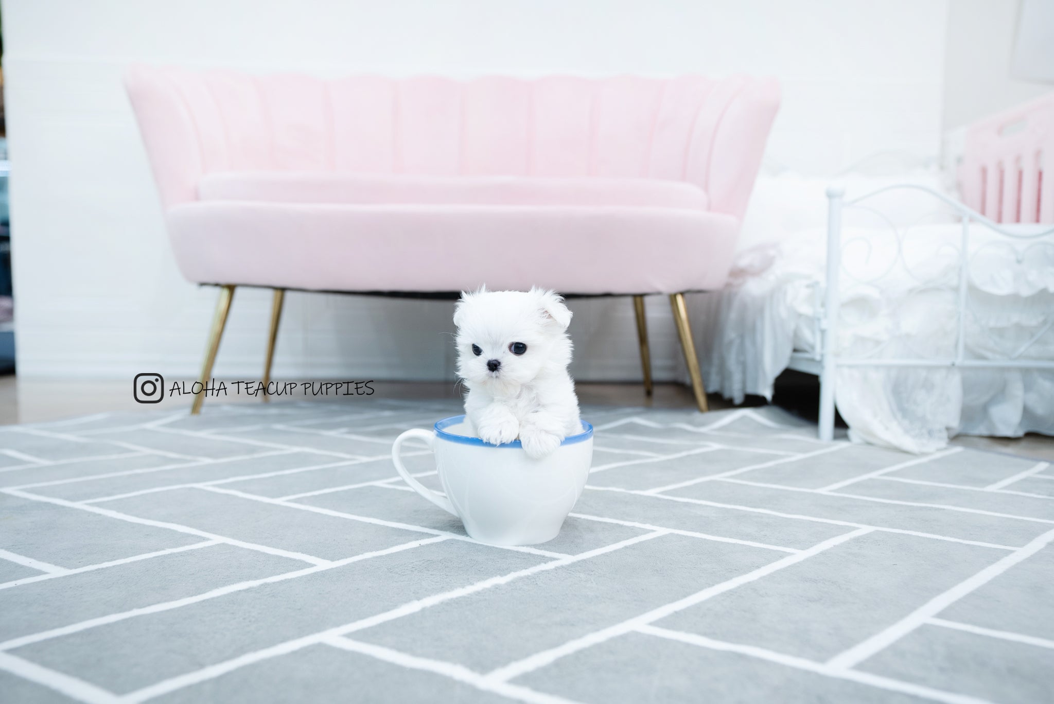 Tayo [TEACUP MALTESE]