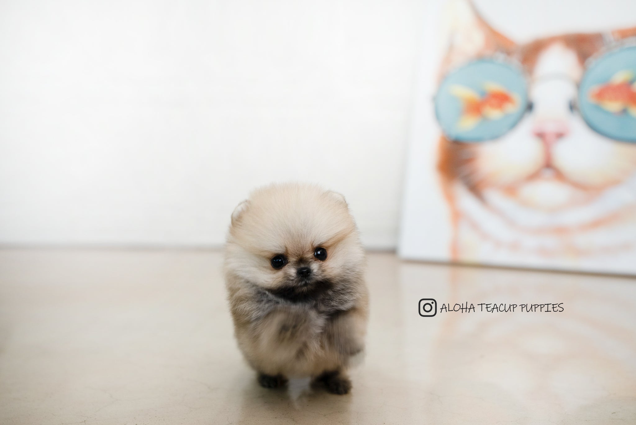 Zona [TEACUP POMERANIAN]