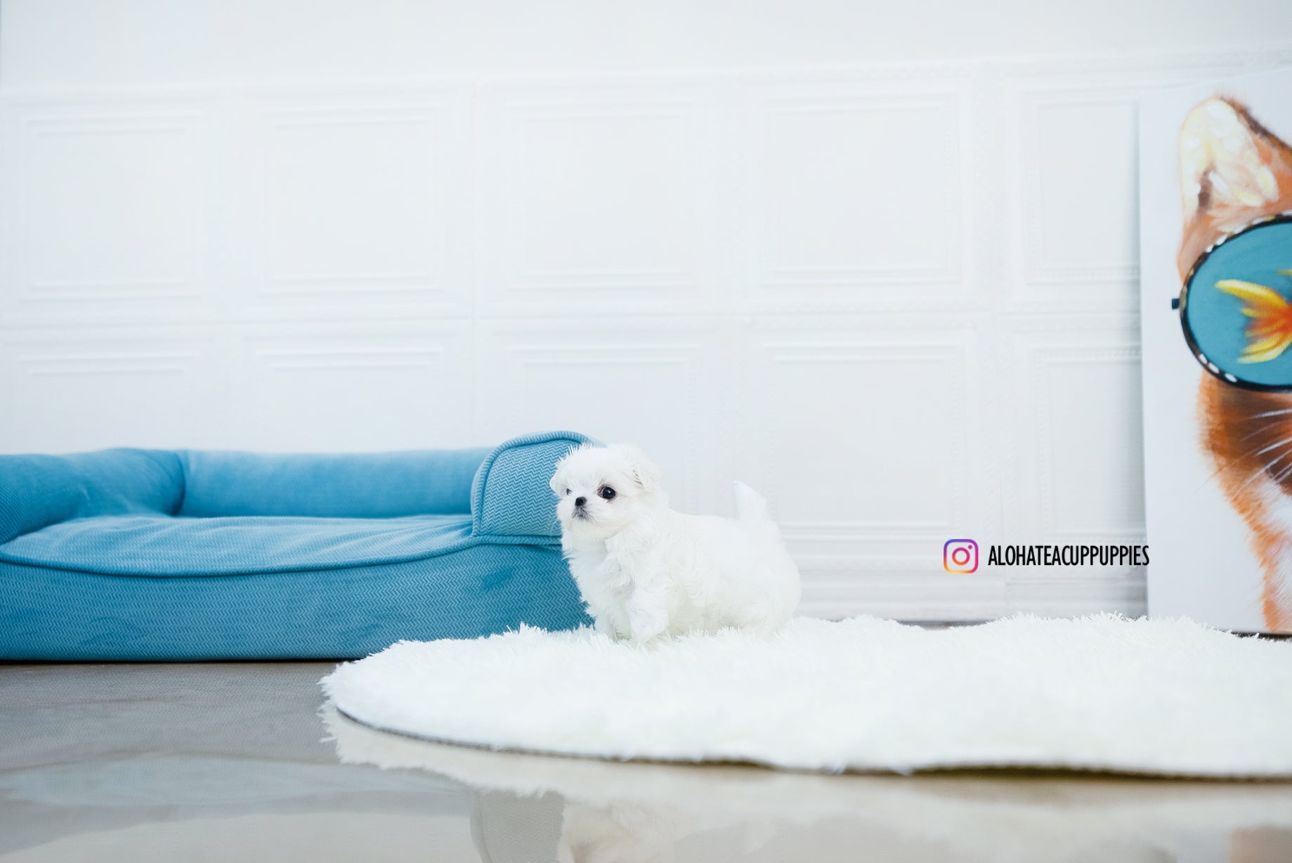 Ian [TEACUP MALTESE]