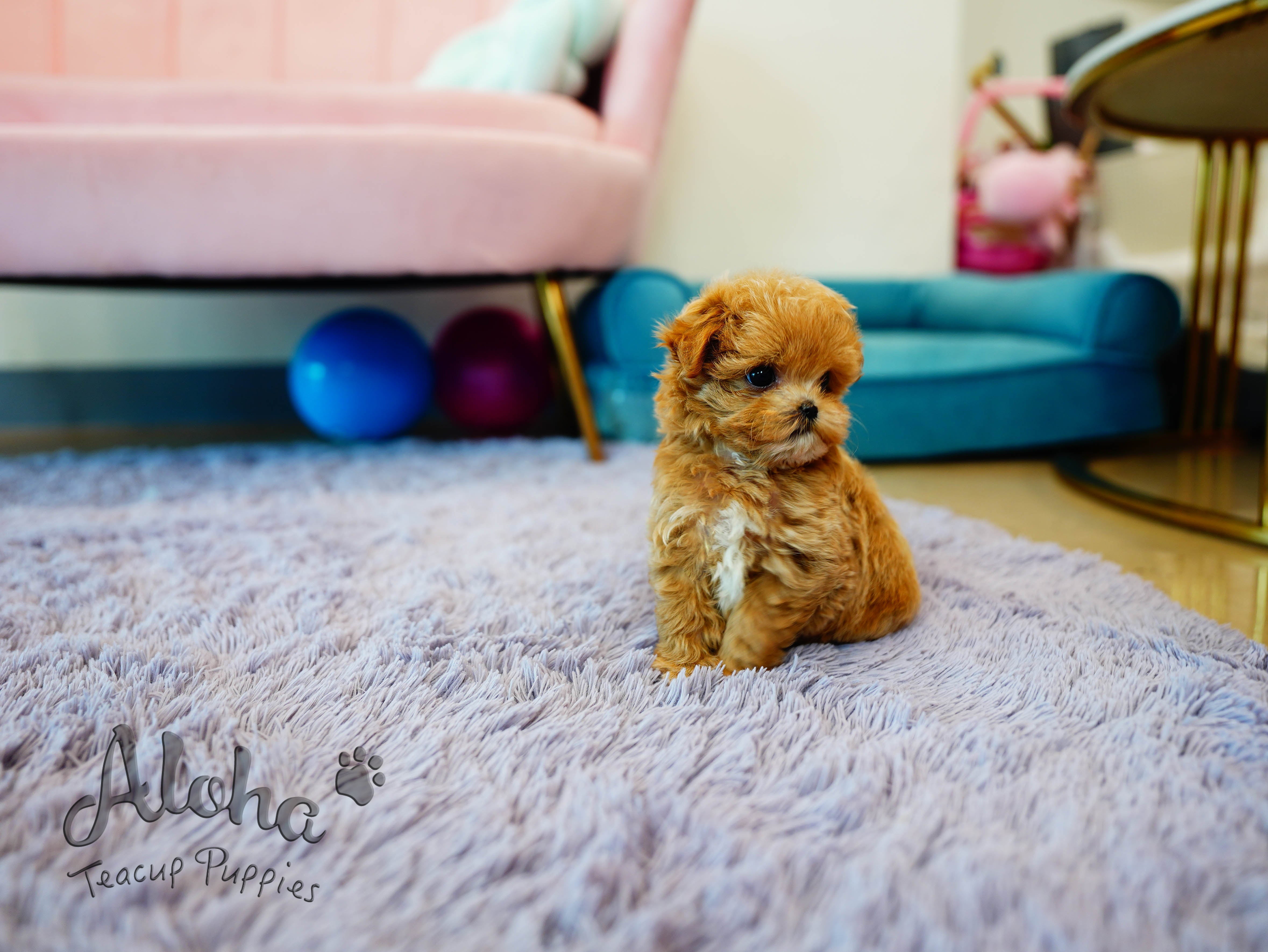Cookie [TEACUP MALTIPOO]
