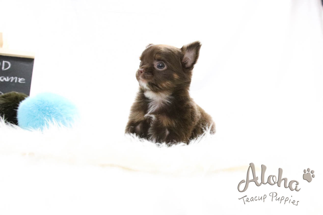 Sold to Nicole, Cocoa - [Chihuahua]