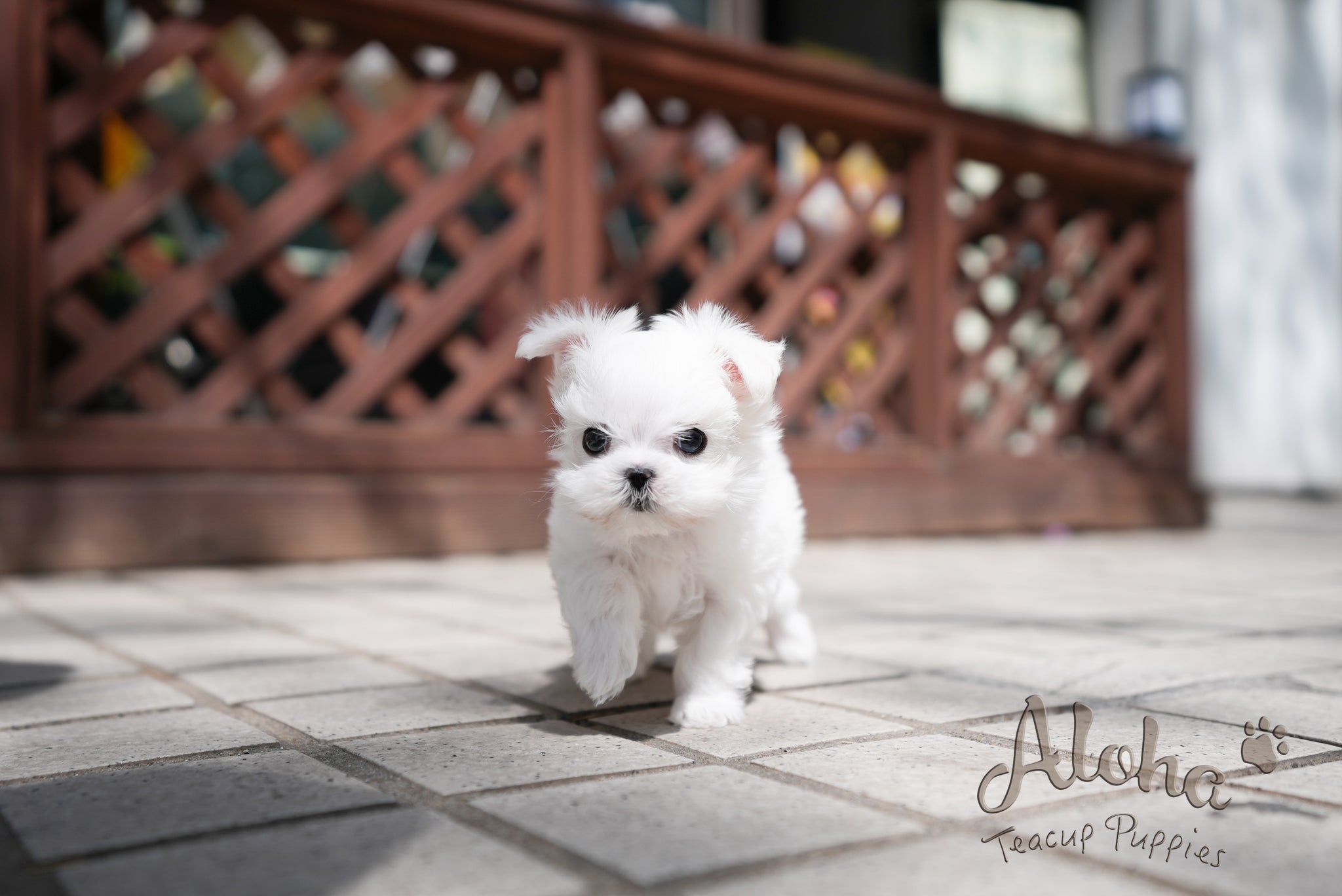 Ted [TEACUP MALTESE]